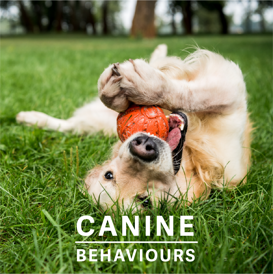 Understanding Your Canine Companion: Exploring Different Types of Dog Behaviours
