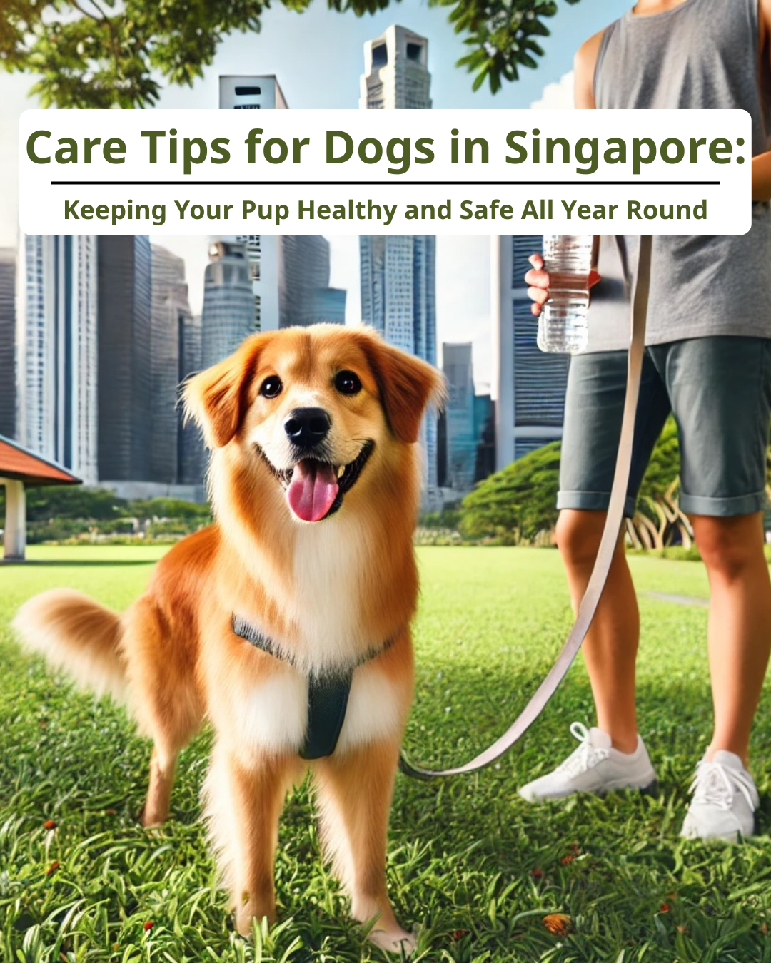 Care Tips for Dogs in Singapore: Keeping Your Pup Healthy and Safe All Year Round