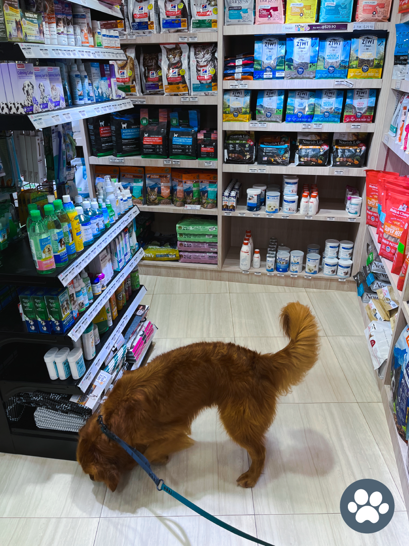 BELLY UP Reviews Singapore's Pet Stores Grooming Our Dog At Pet Master