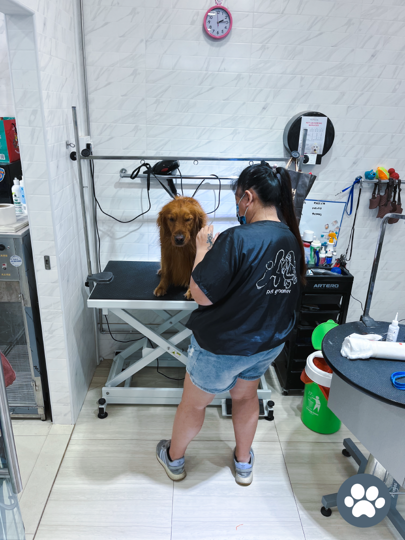 BELLY UP Reviews Singapore's Pet Stores Grooming Our Dog At Pet Master