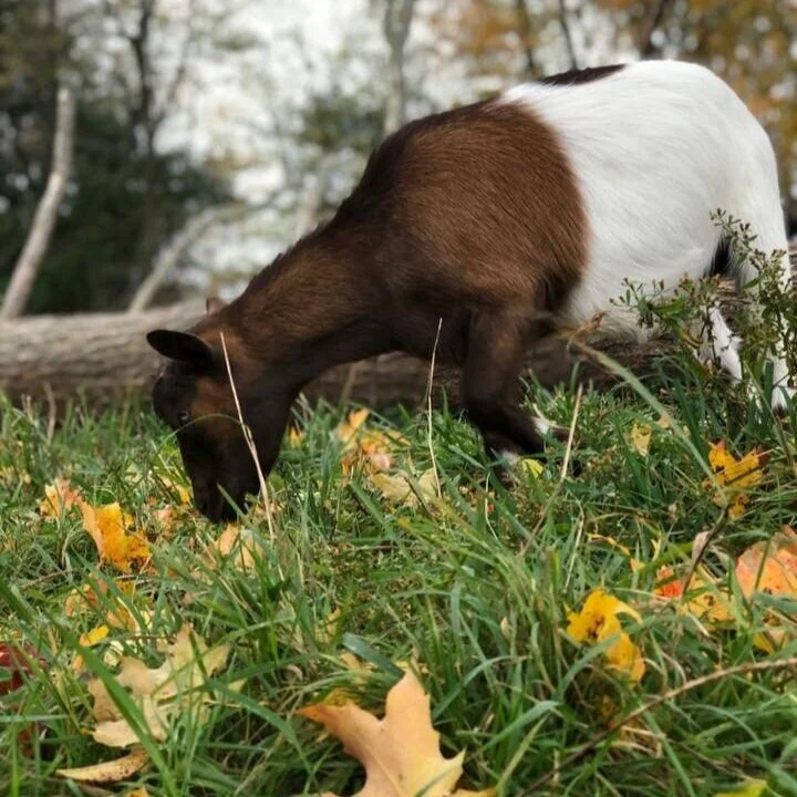 Denbow Acres Fantasia