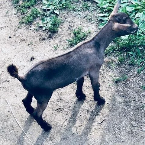 Denbow Acres Finn