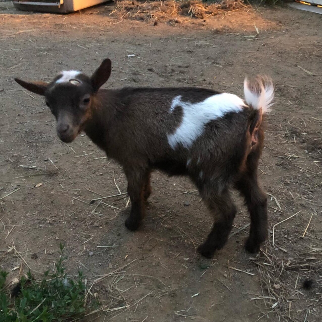 Denbow Acres Foxy