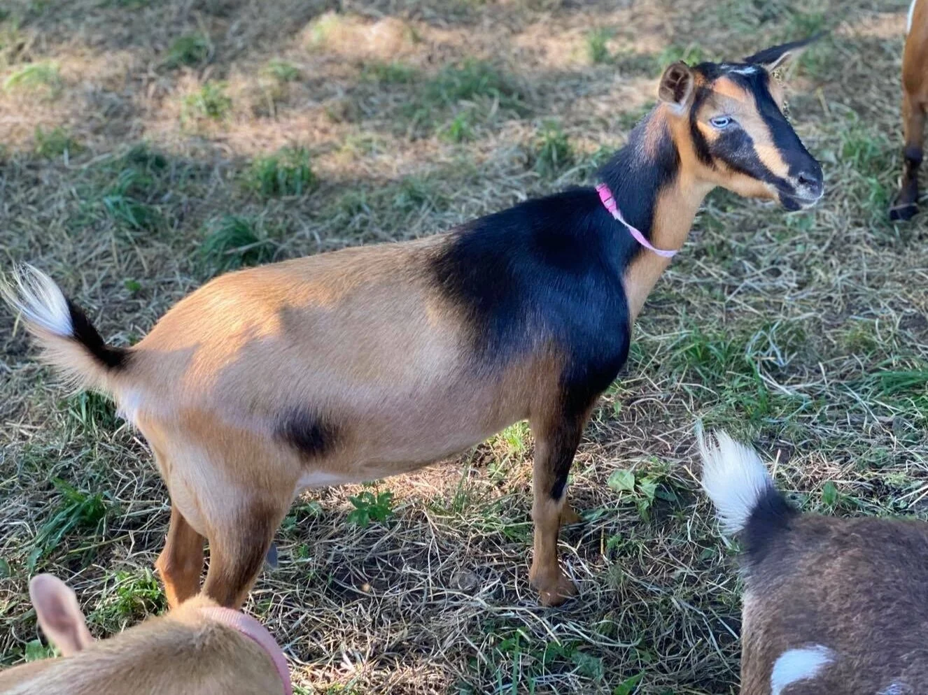 Denbow Acres Annaliese