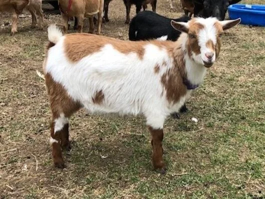 2*M AR Denbow Acres Farm Hot Tamale