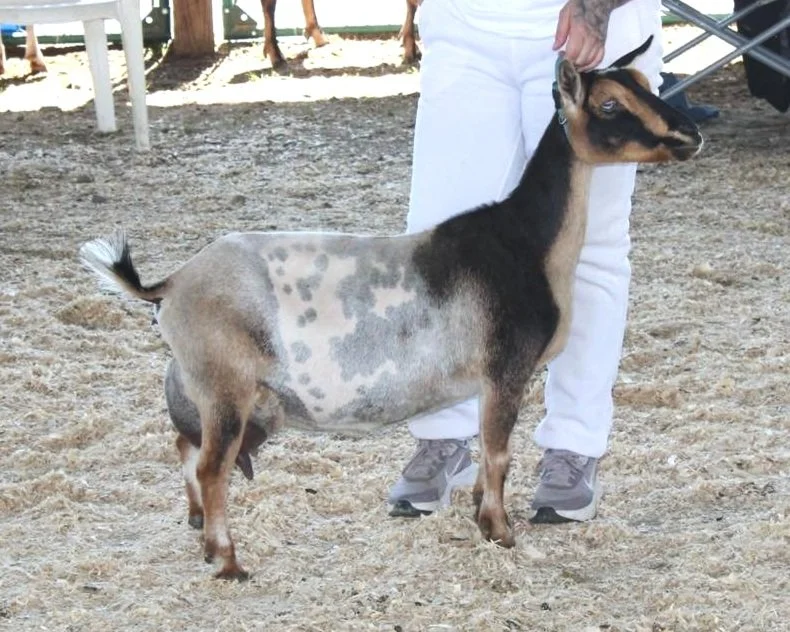 Denbow Acres Aires 2*M
