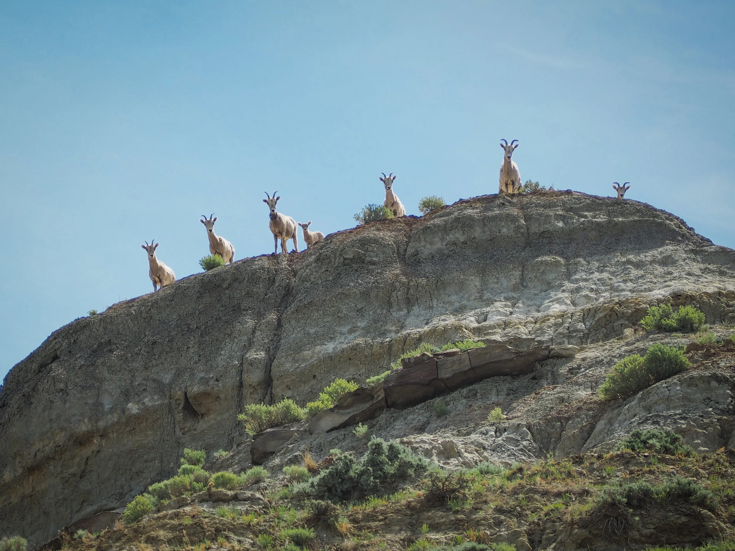 Upper Missouri River Guides Montana Best River Trip