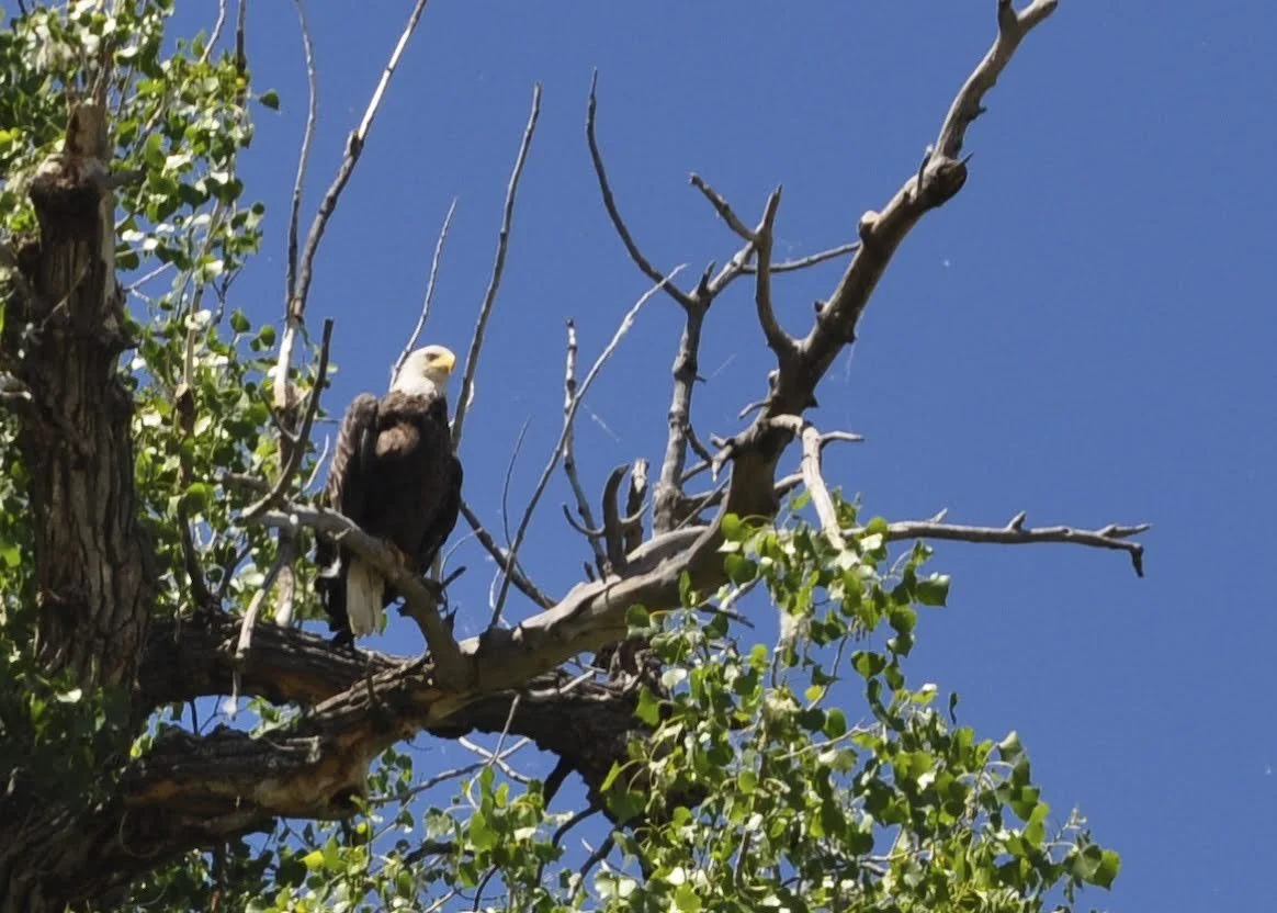 Upper Missouri River Guides Montana Best River Trip