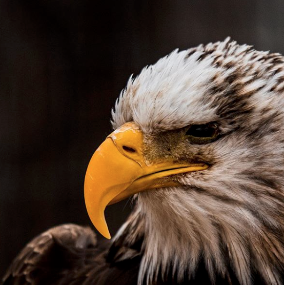 Screen Shot 2019-11-24 at 6.56.14 PM.png