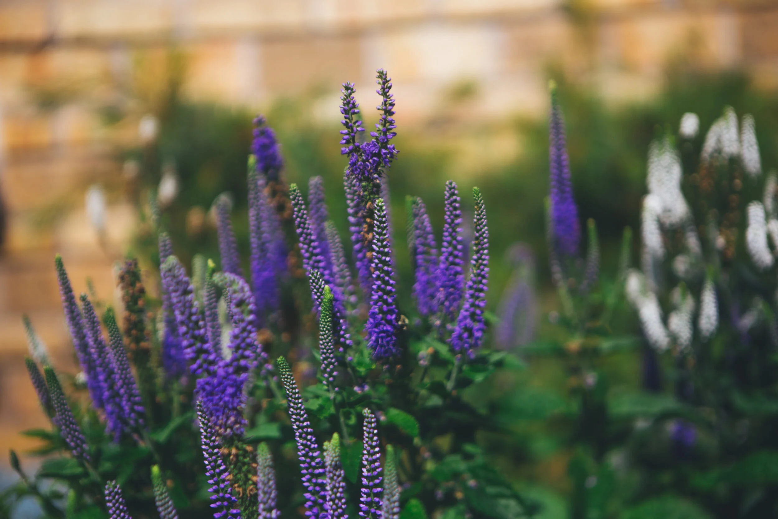 _MG_0766.jpg