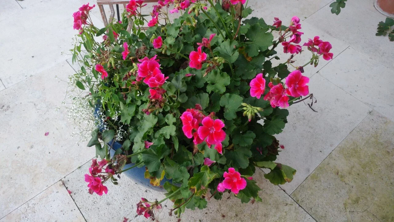 thumbnail_20160909_190045_Burst01.jpg