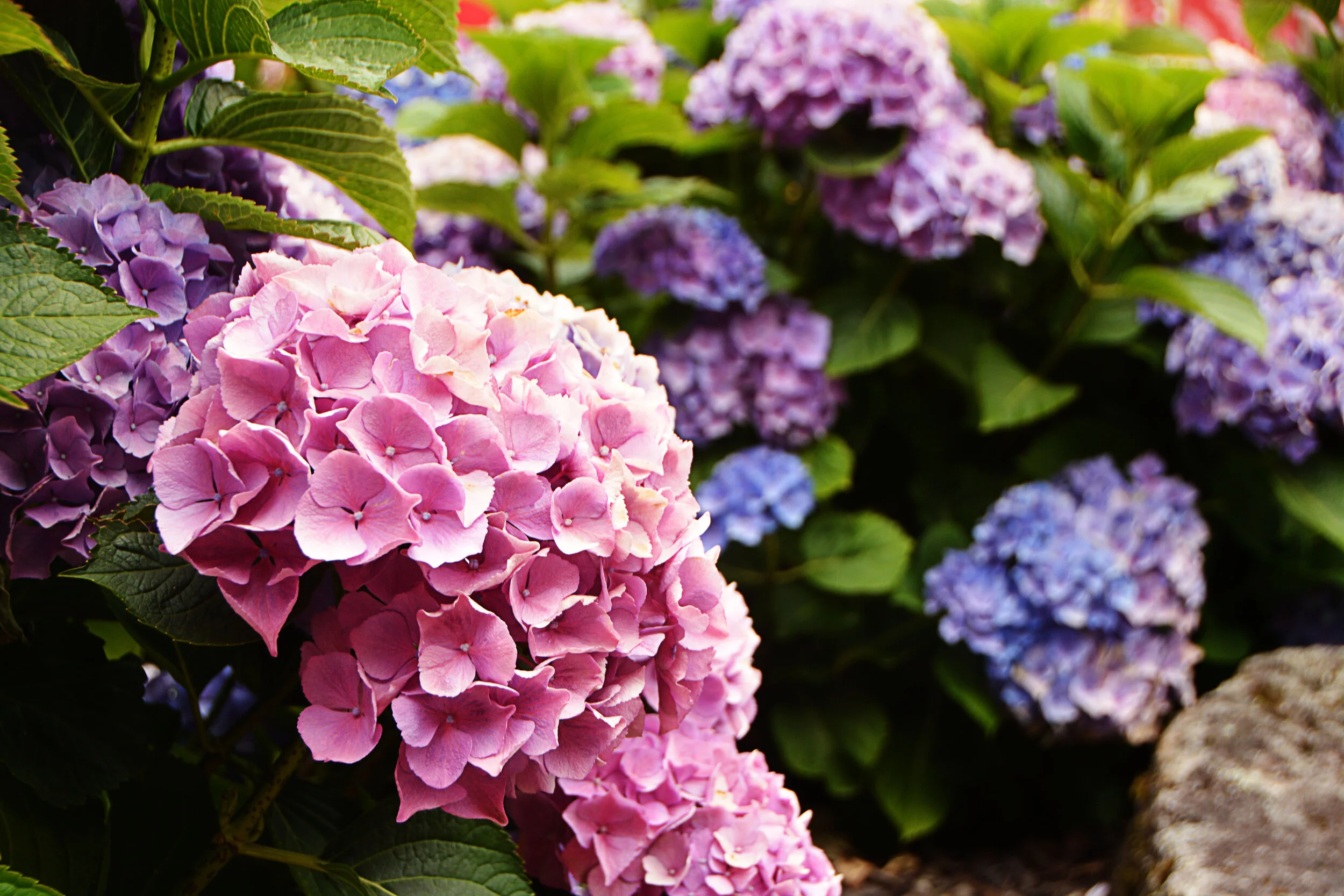 DSC_7904_2.jpg