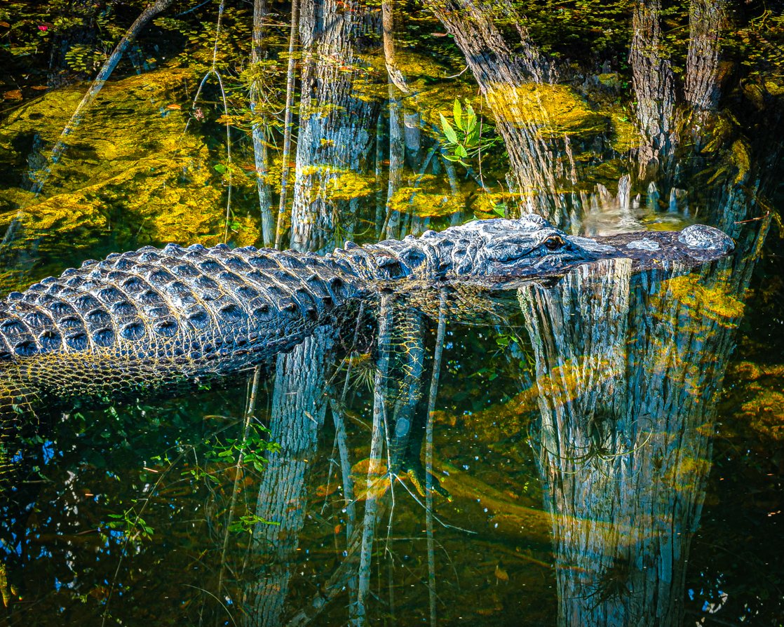 Nature's Double Exposure