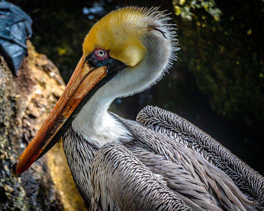 The Beauty of Pelicans