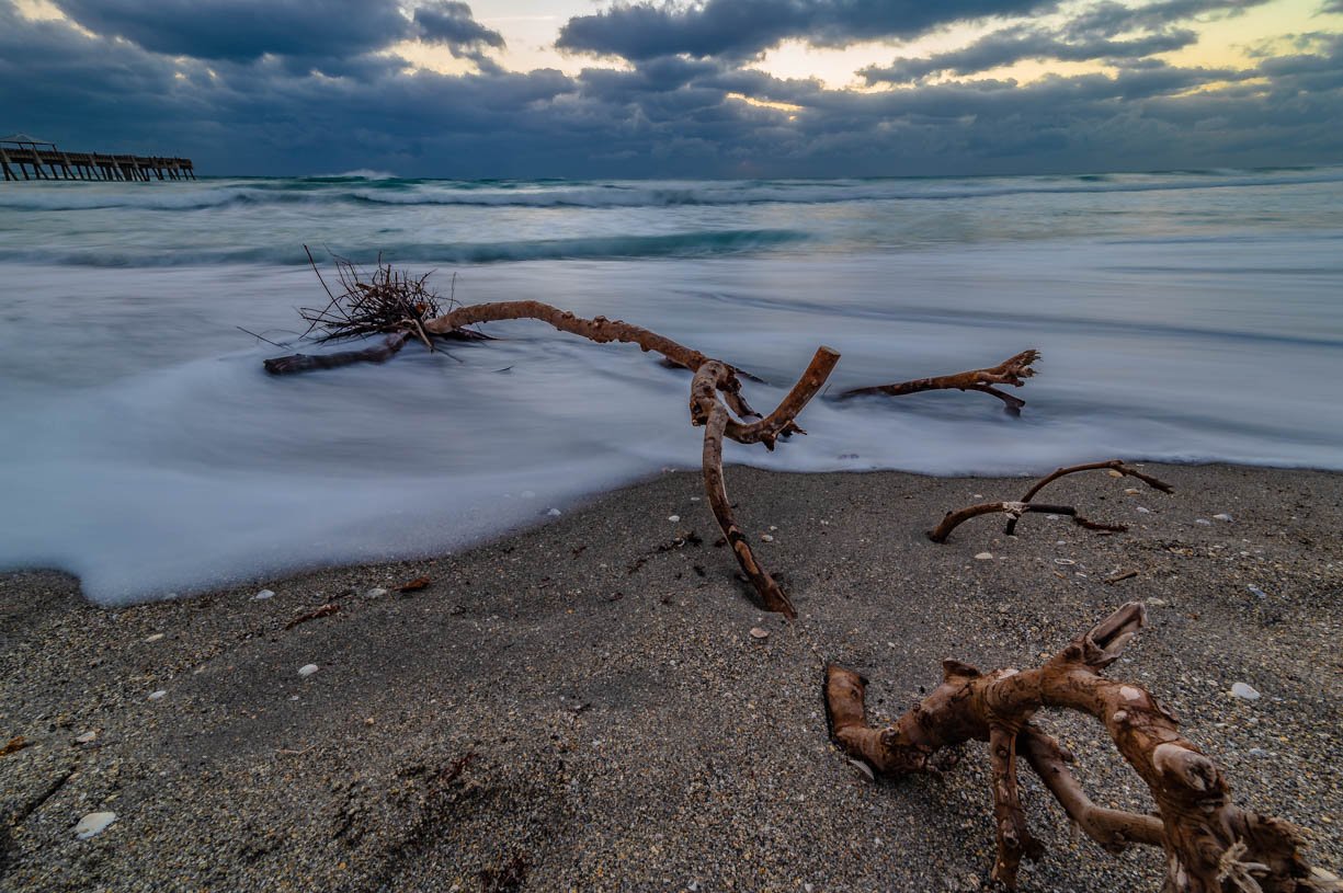 Ocean Tree