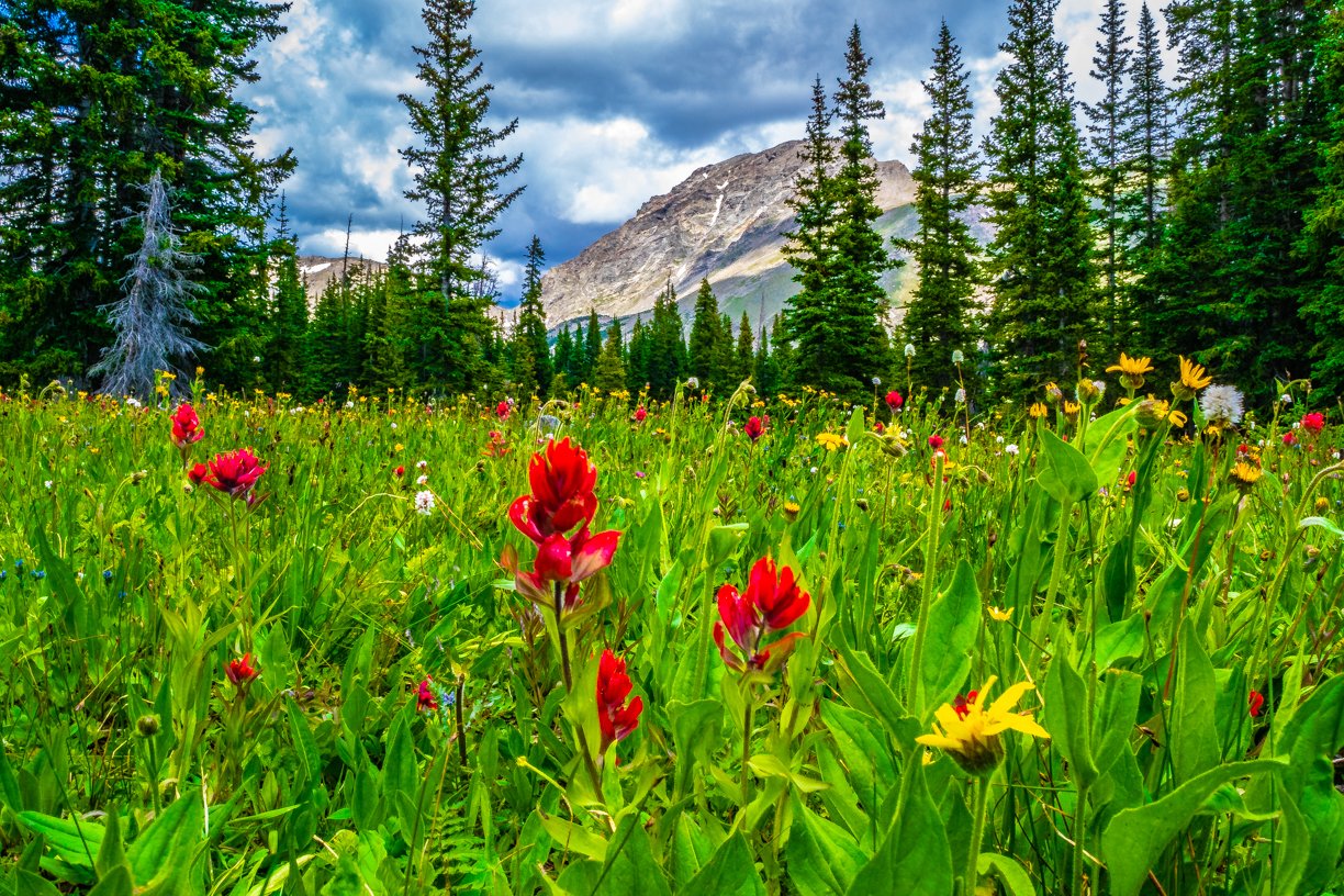 The Wildflowers of the Mountains
