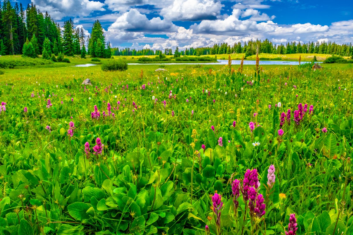 Wildflowers at the Grand Mesa