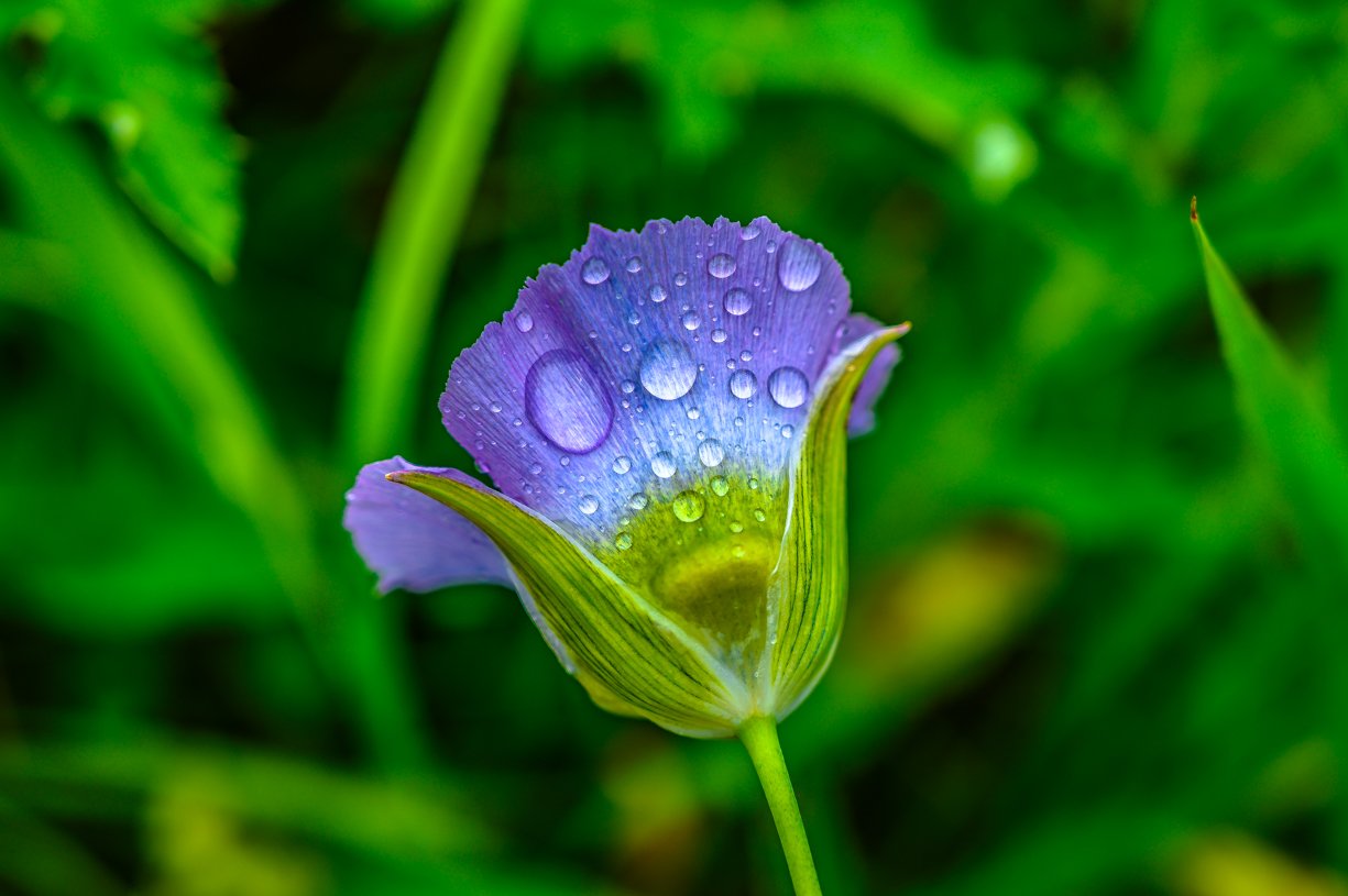 Raindrops of a Flower
