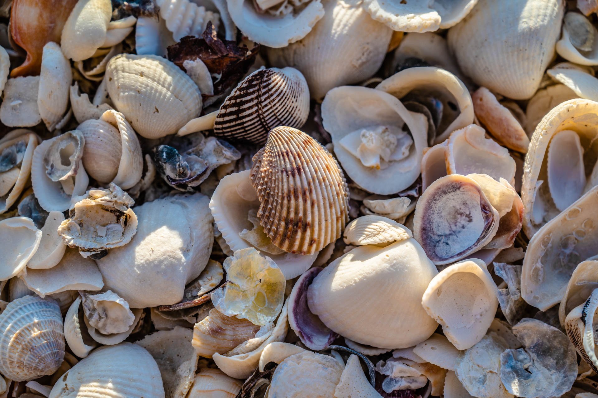 Sea Shells by the Sea Shore