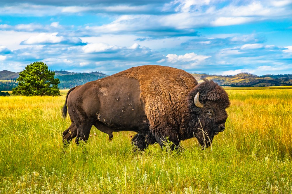 Buffalo on the Range.jpg