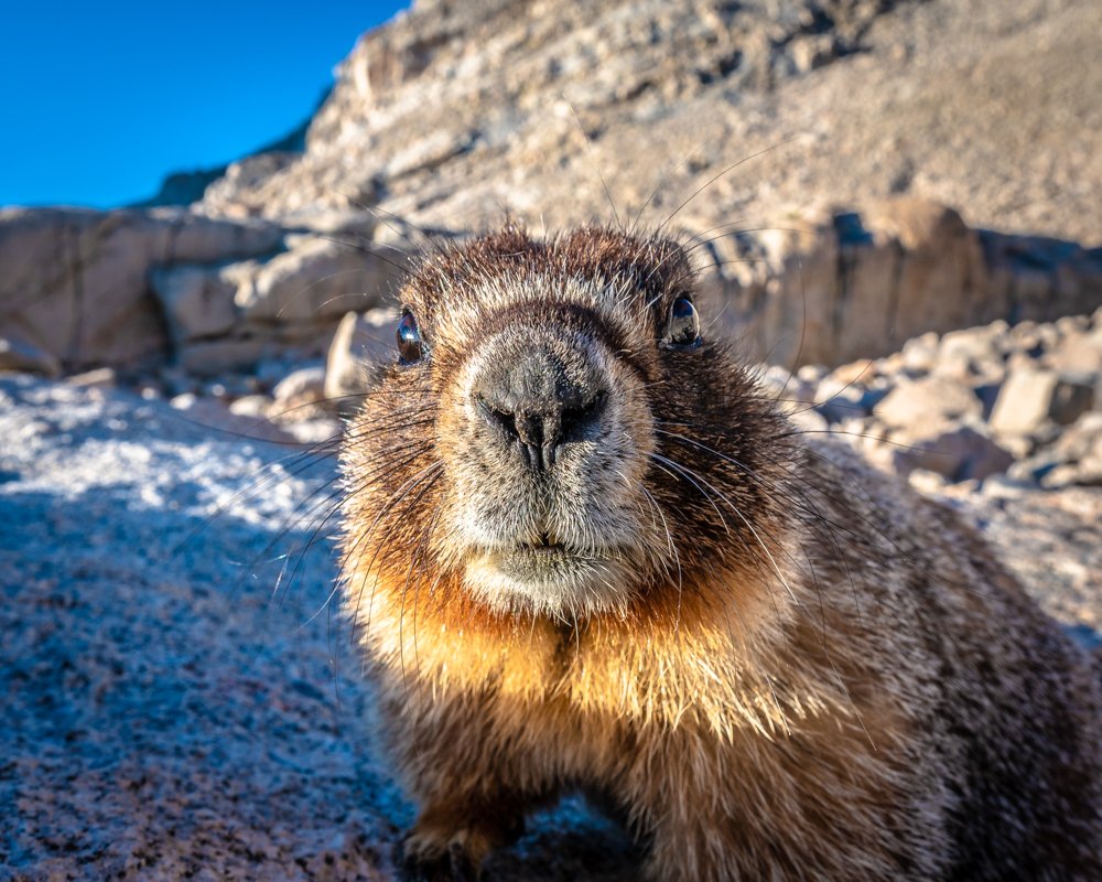 The curious marmot.jpg