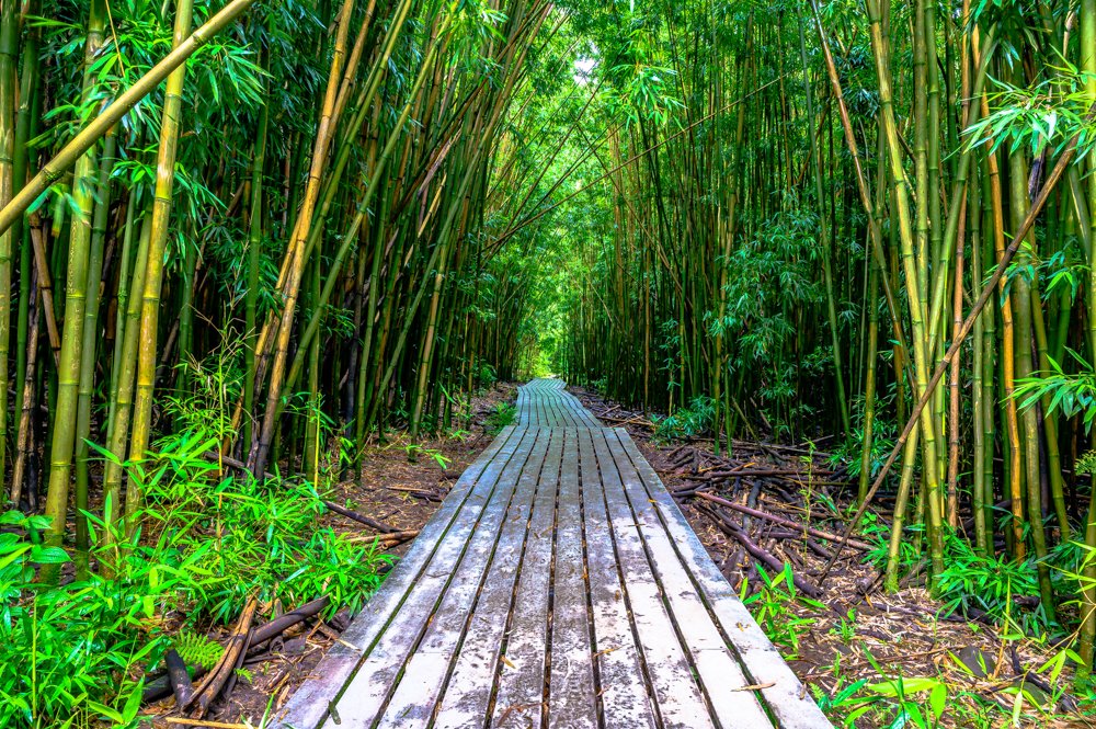 Into the Bamboo Forest.jpg