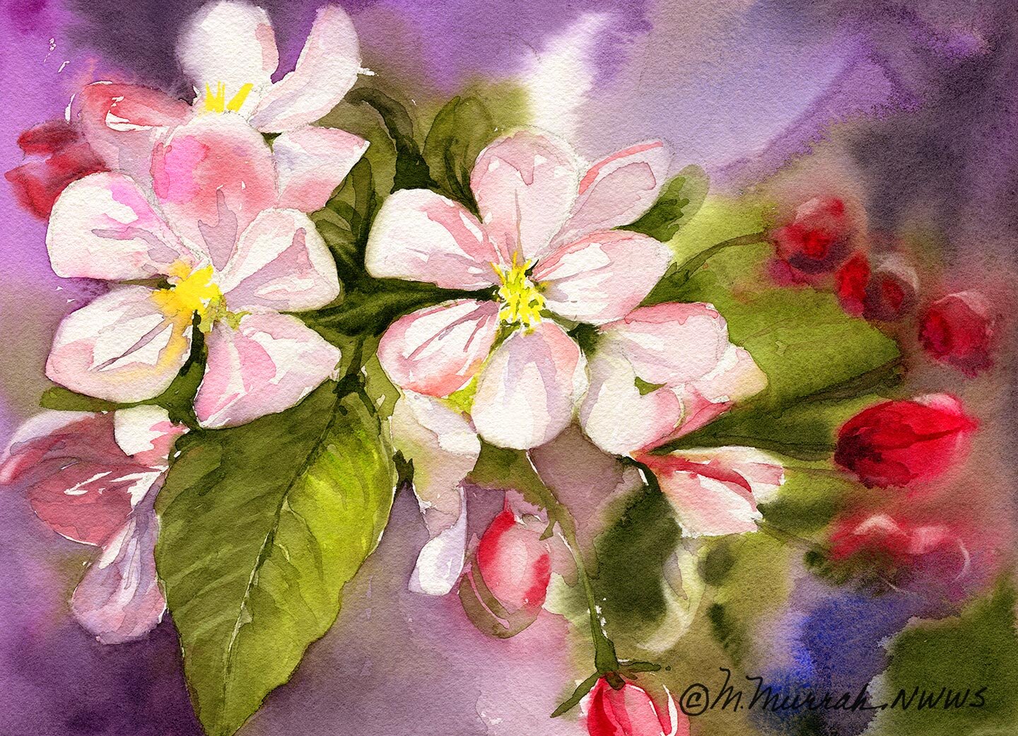 Apple Blossoms