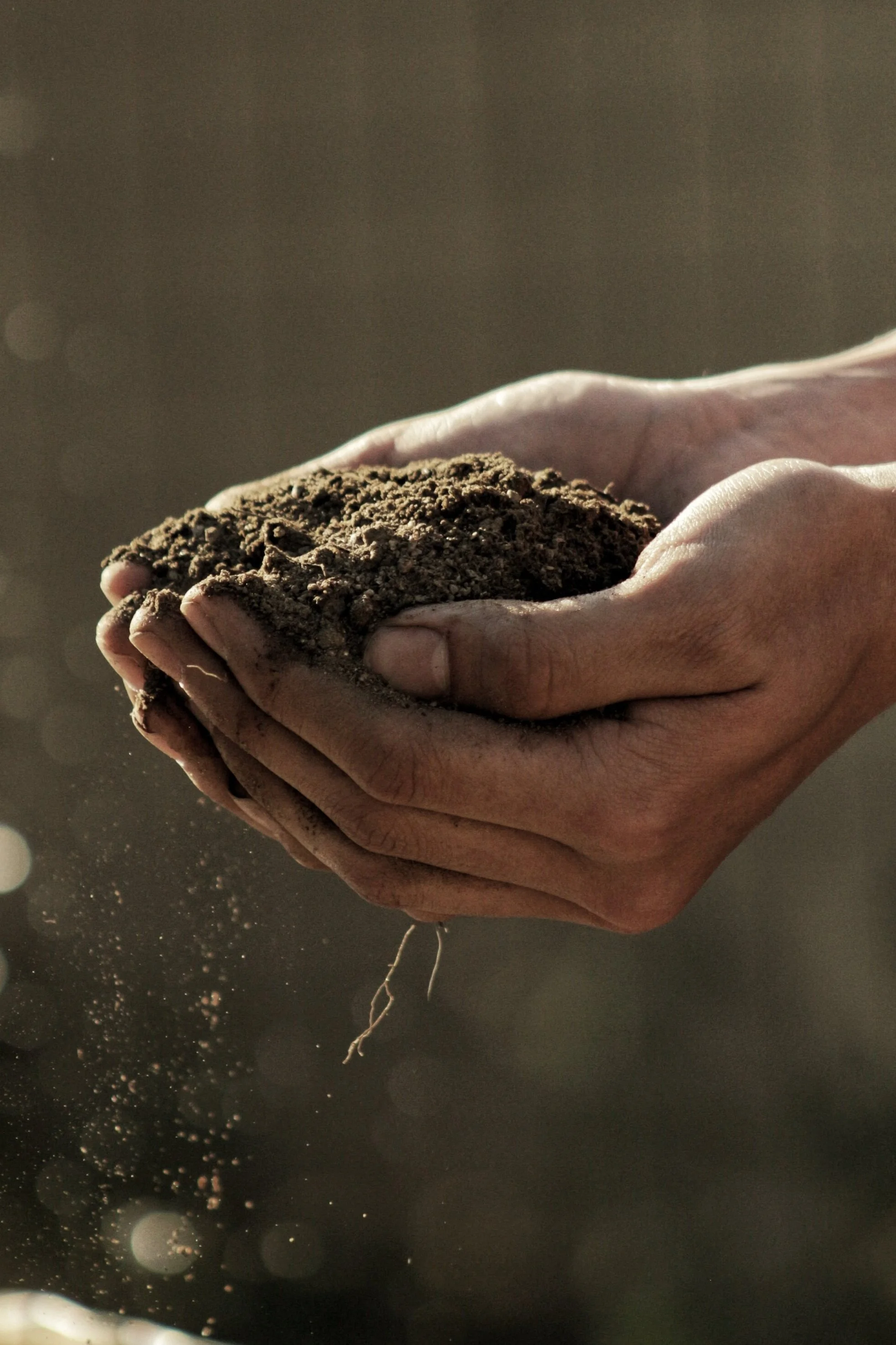 Make sure you have loose, rich soil for good bulb formation