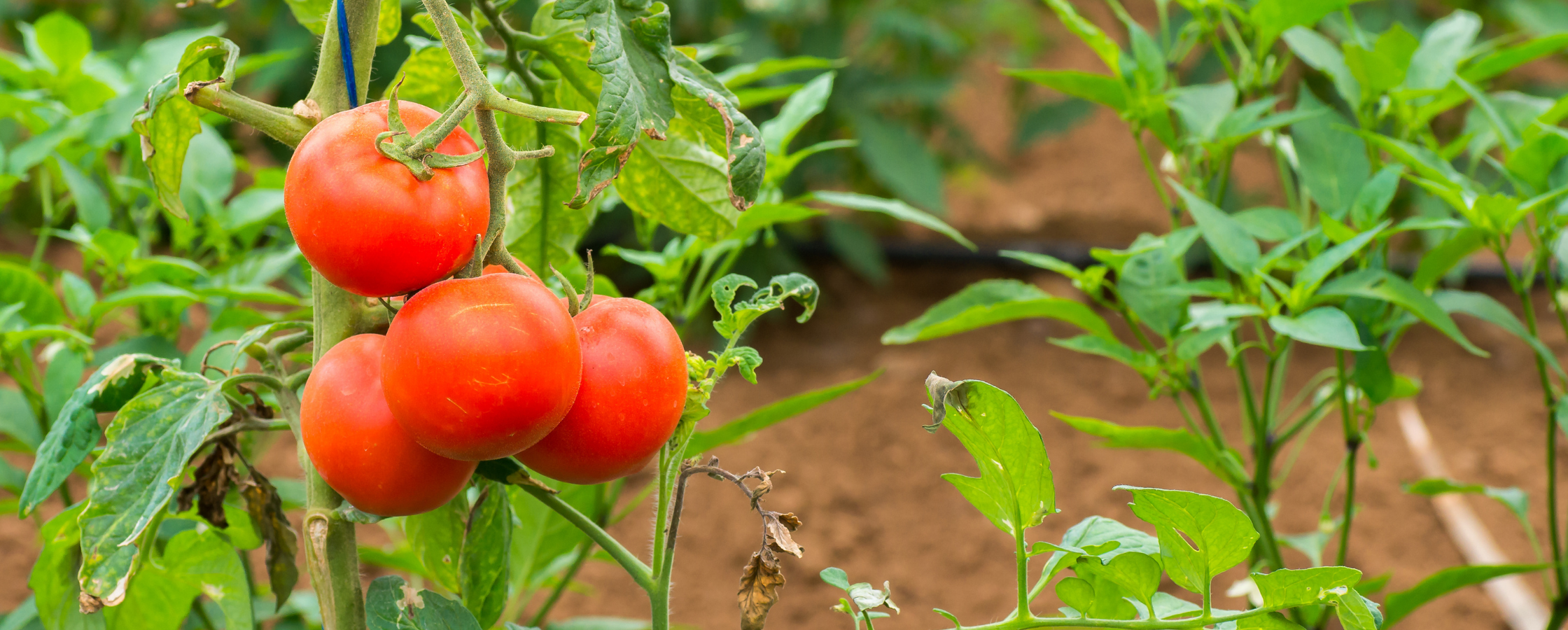Which tomato to grow - banner.png