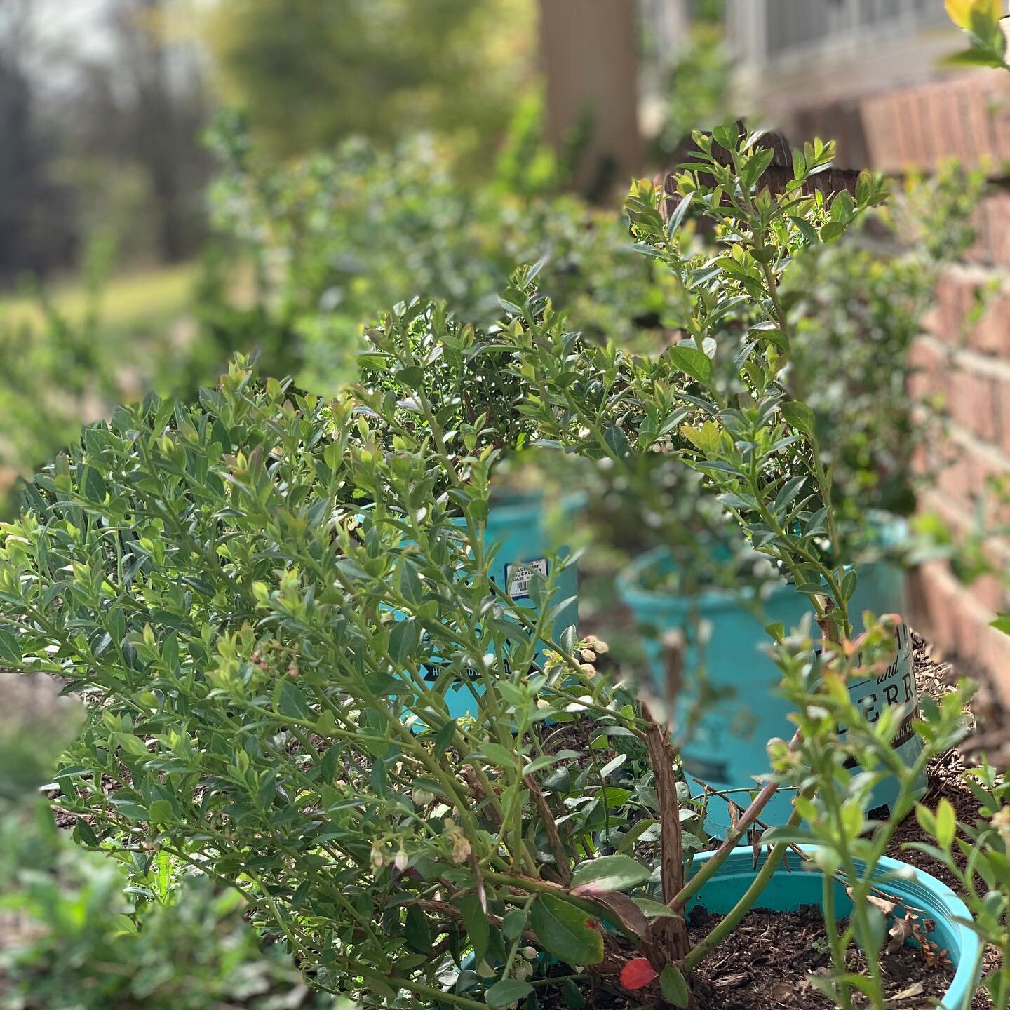 I&rsquo;m getting a do-over! and I&rsquo;m so excited for it! 

When we built our house we hastily picked out our landscaping shrubs for the front of the house without much thought. They were way too big for the space, overtook everything, and - most