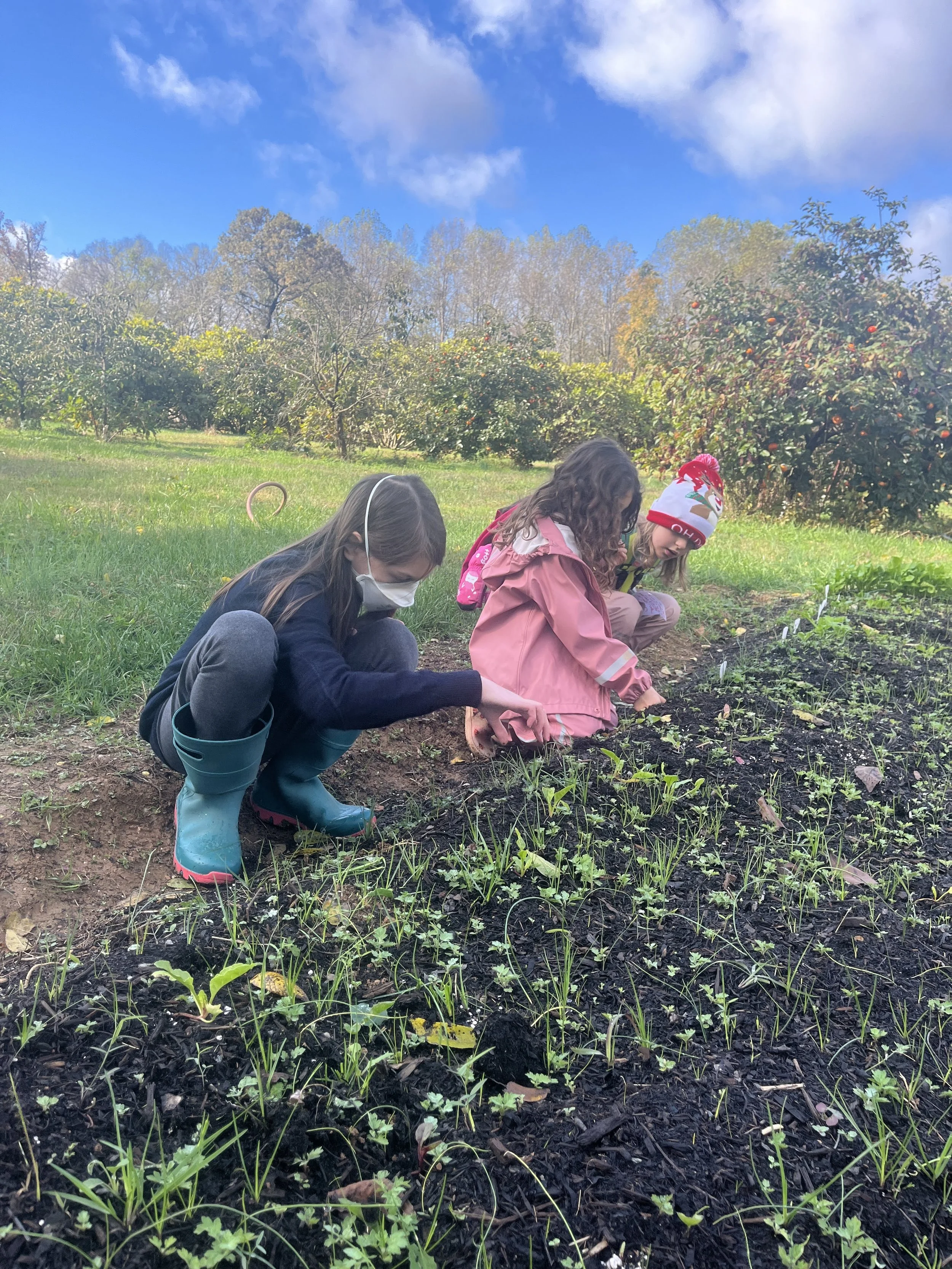 V garden biggers.JPG