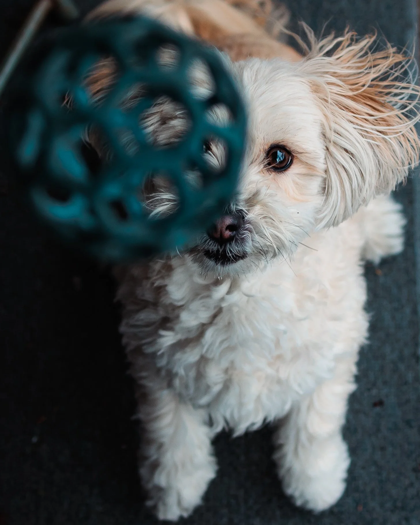 A beige, curly-haired small dog with one eye visible, looking at a teal-colored object close to its face, on a dark surface.