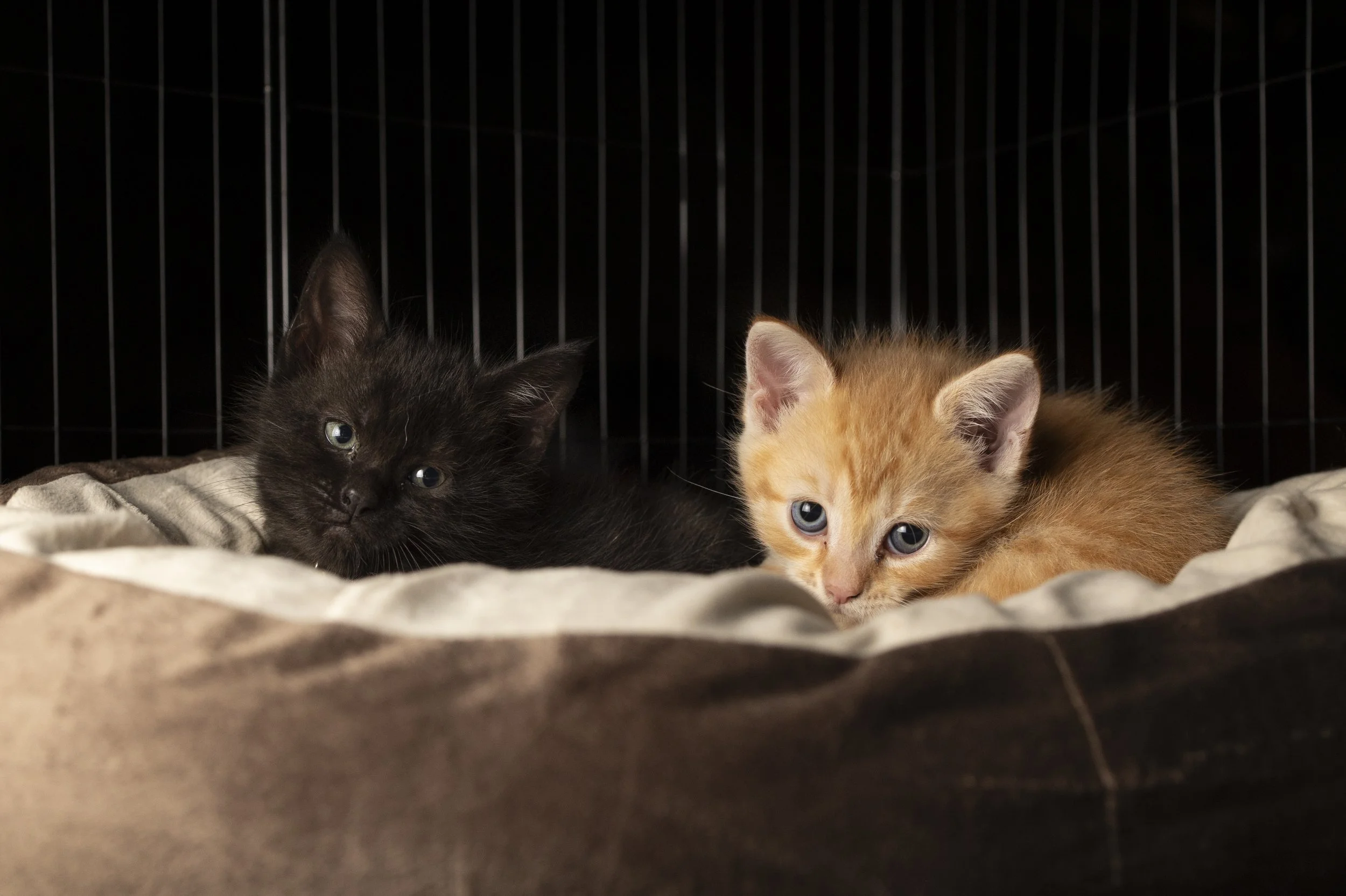 Two kittens lying on a soft blanket inside a cage. One black with blue eyes, and one orange with blue eyes.
