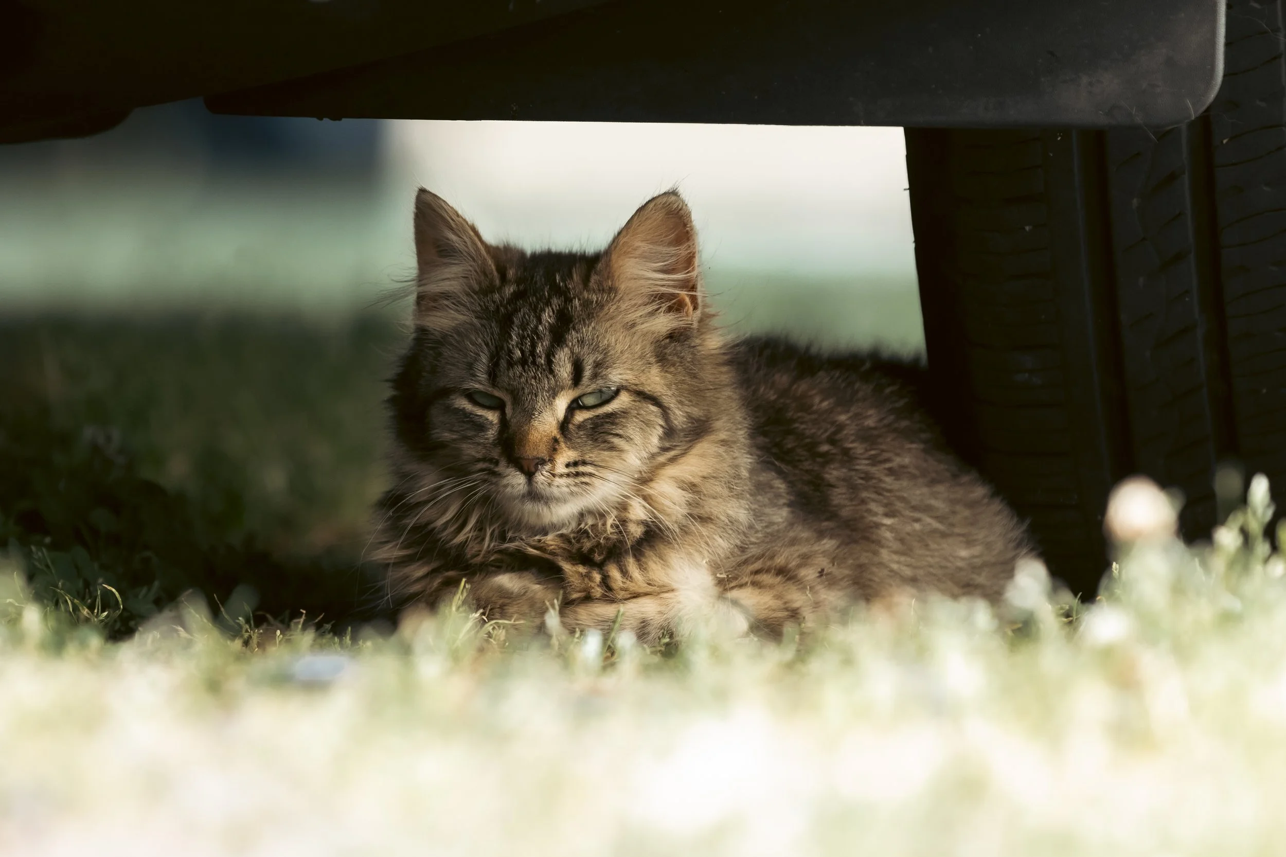 A fluffy tabby cat lying under a piece of furniture outside on the grass, looking directly at the camera.