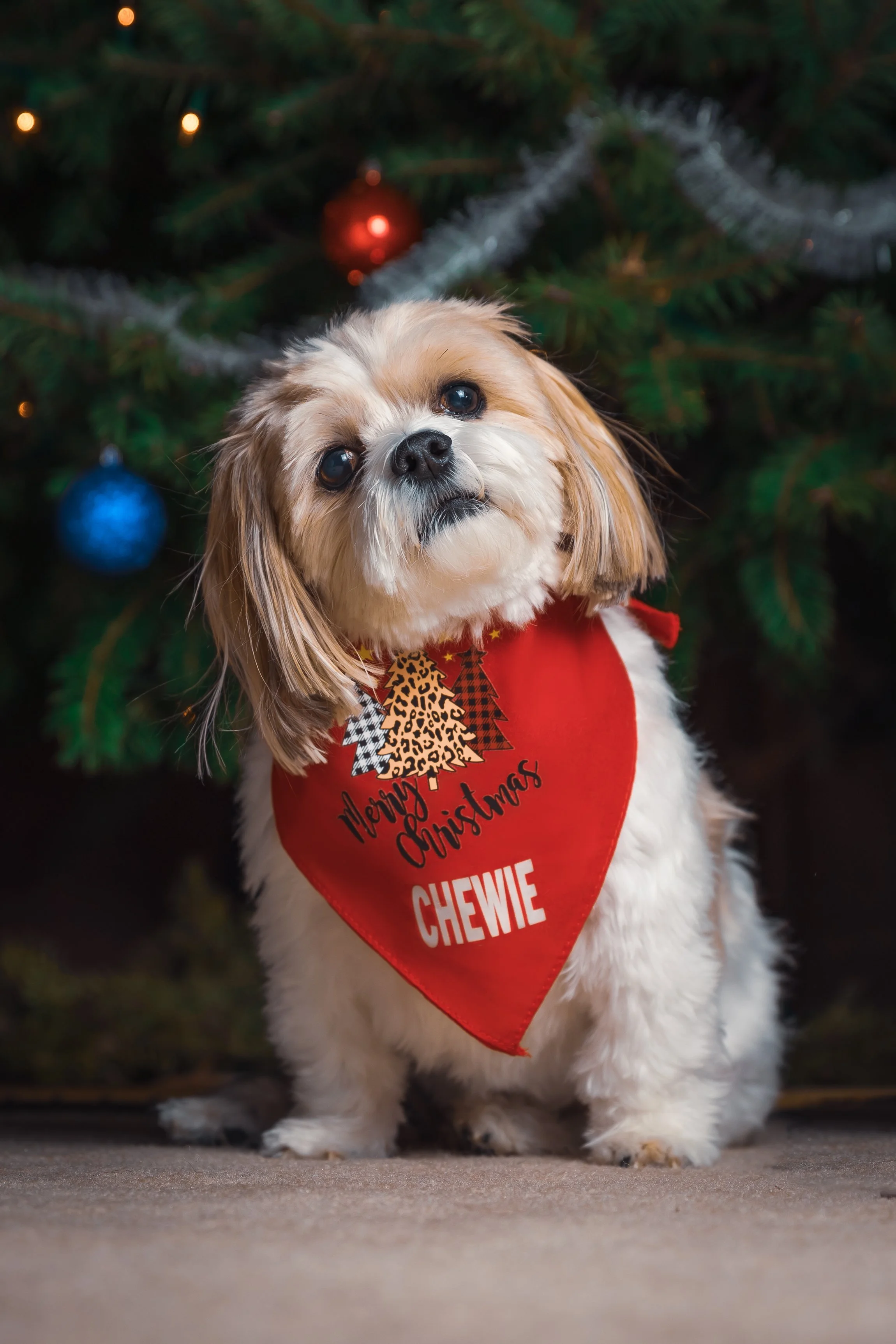 Holiday pet photography session in South Jersey, featuring a festive dog portrait captured in natural light.