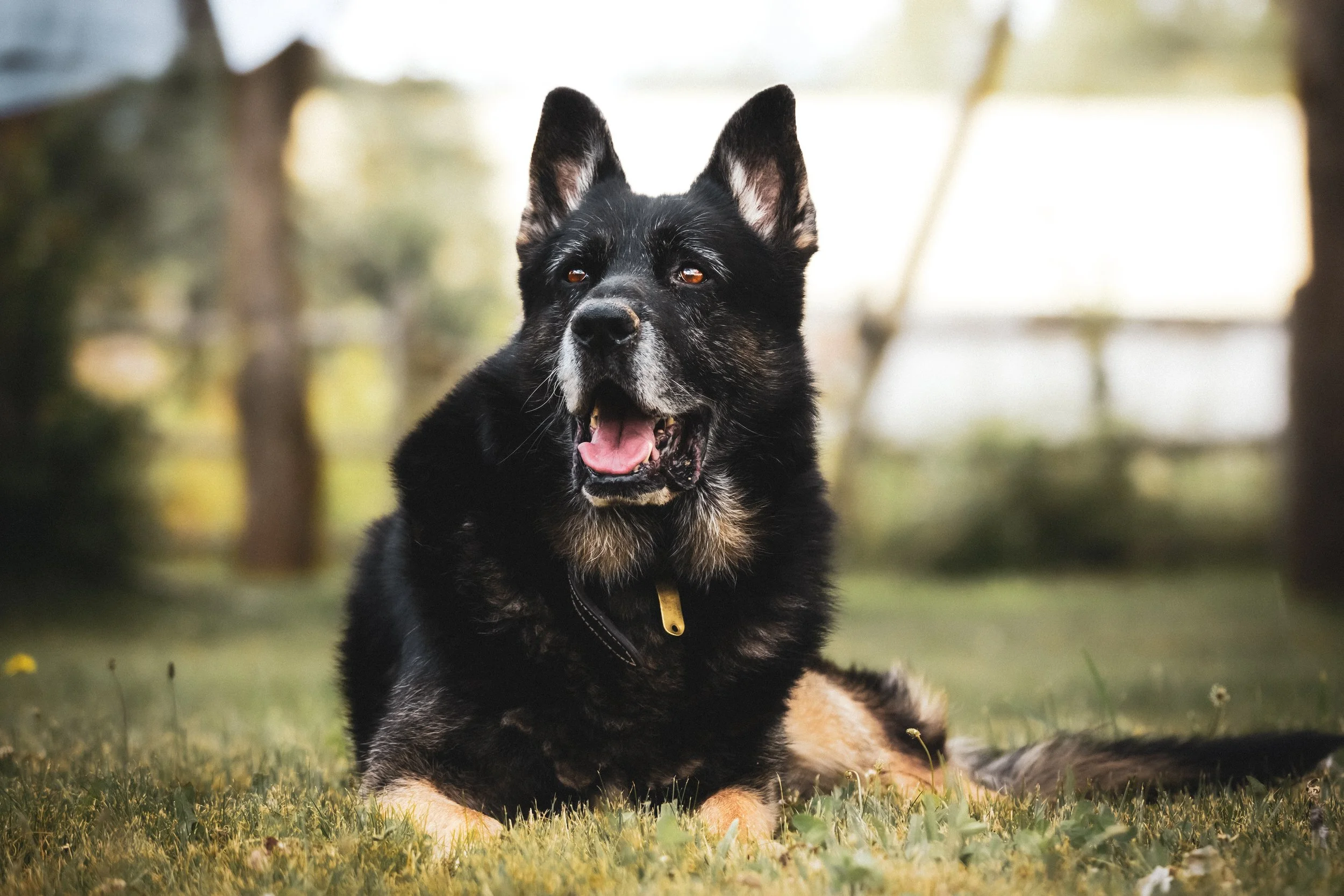 A black dog lying in the grass, captured in a natural outdoor pet portrait with soft light and a relaxed, happy expression.