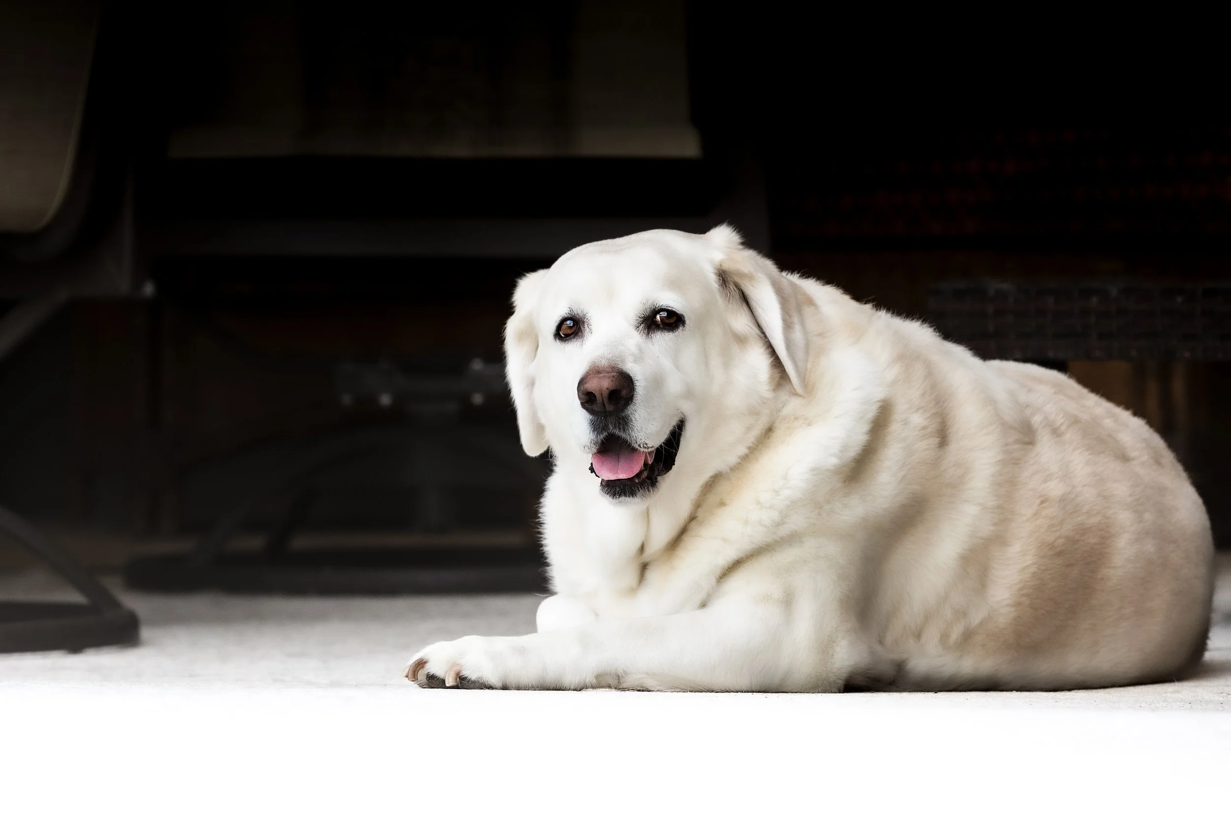A happy yellow Labrador Retriever lying on a light-colored carpet in a living room, looking at the camera with a slight smile.