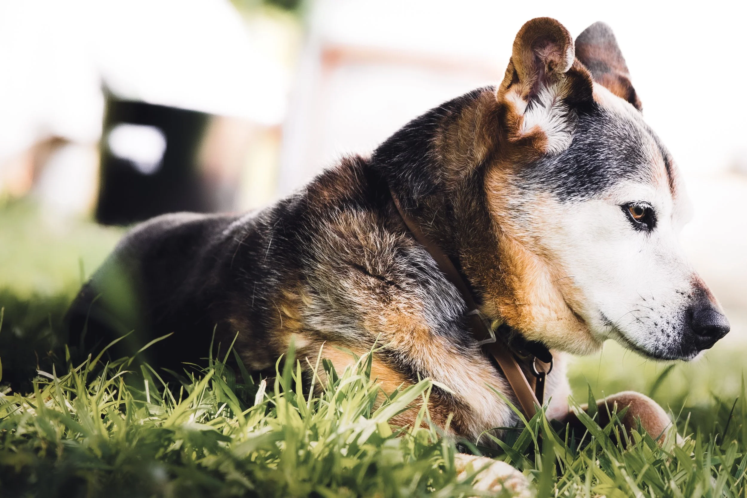 A tricolor dog lying on grass, looking to the right, with a blurred outdoor background