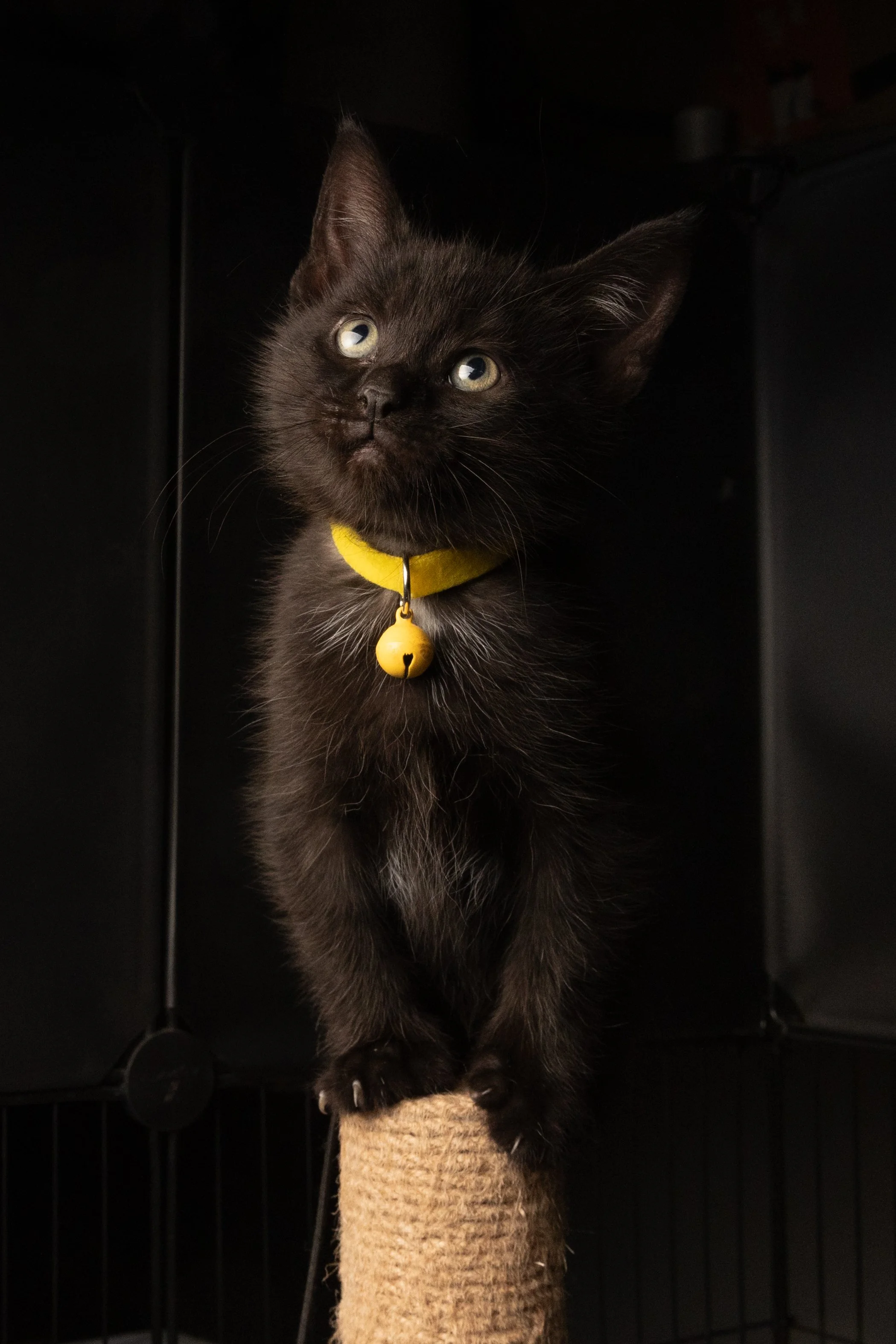 Black kitten with a yellow collar and bell, sitting on a scratching post inside a cage.