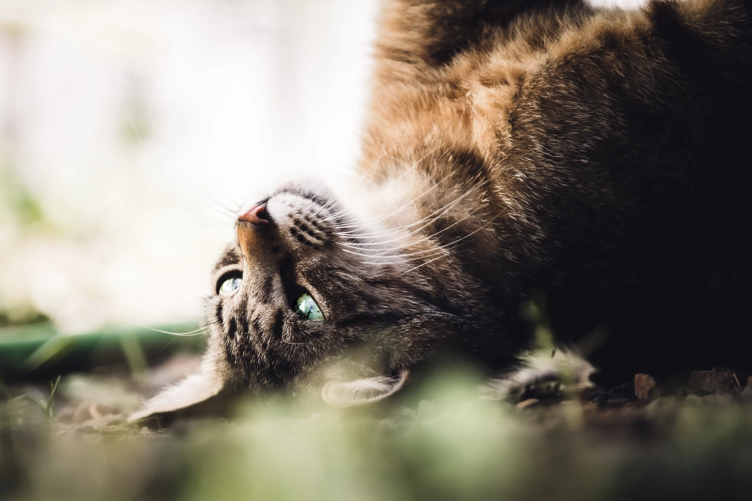 Close-up of a tabby cat lying on the ground outdoors, relaxed with green eyes looking to the side.