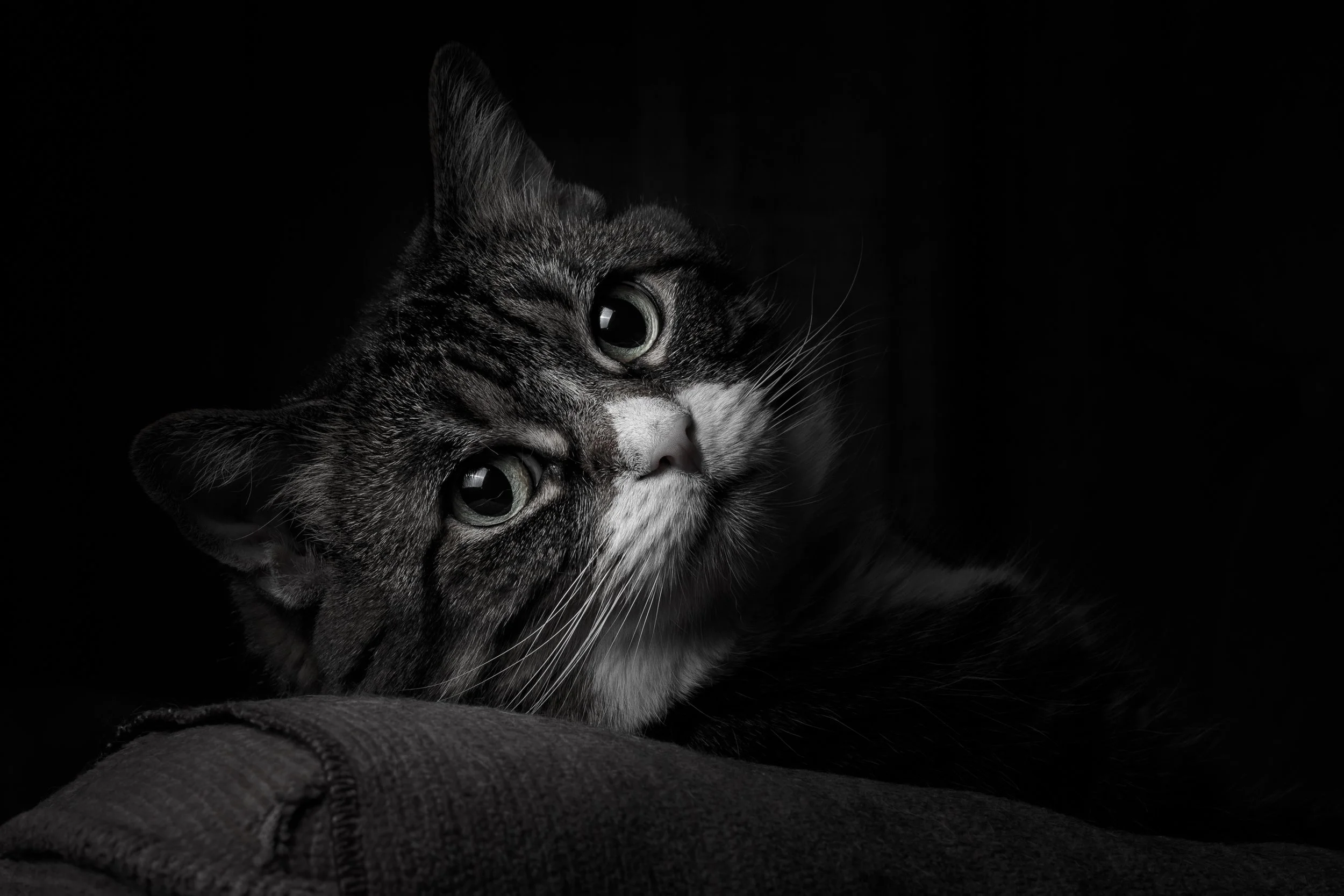 A close-up of a tabby cat lying on a dark surface with a dark background, looking softly into the camera.