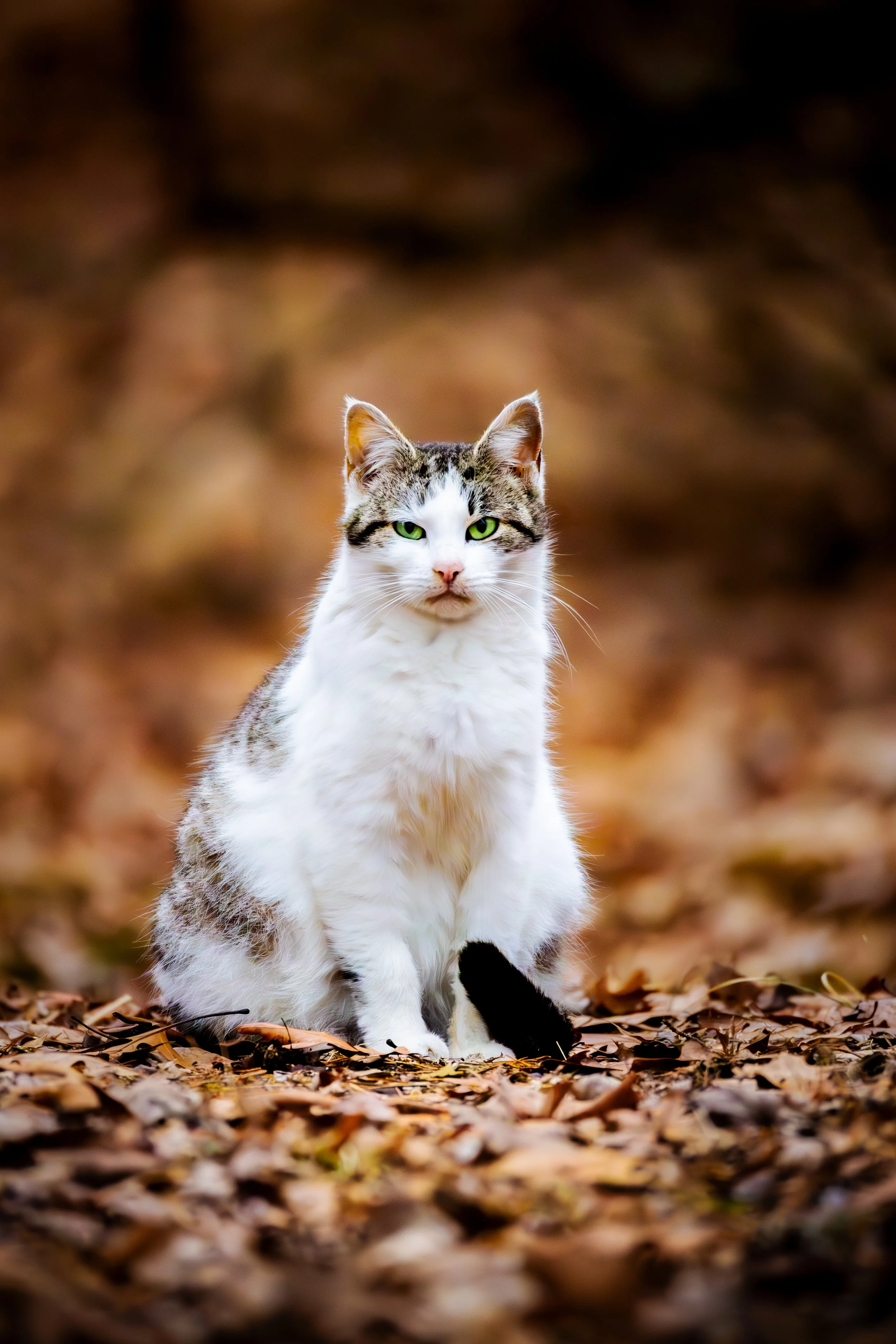 A cat with green eyes sitting on fallen leaves in a forest.