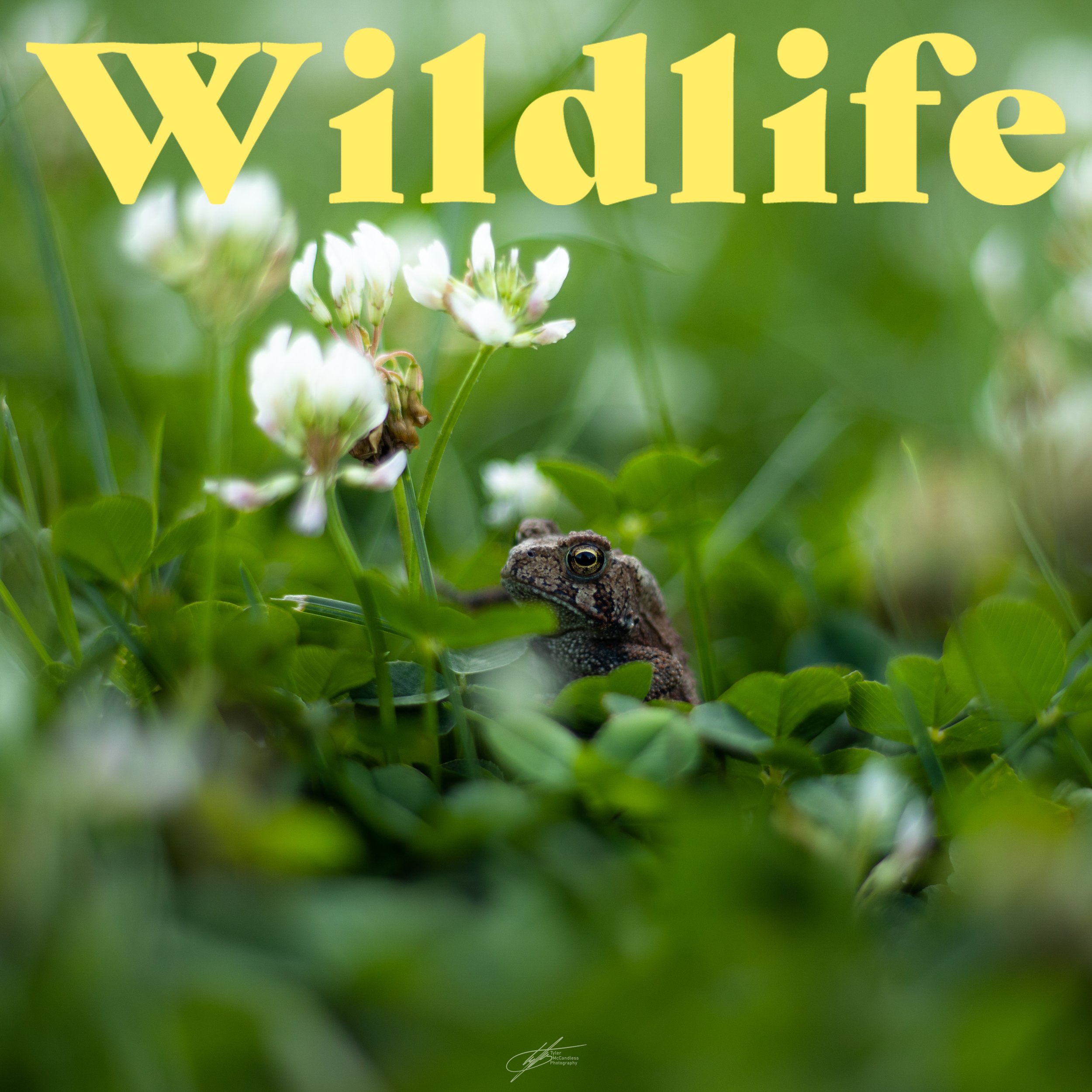 wildlife.jpg