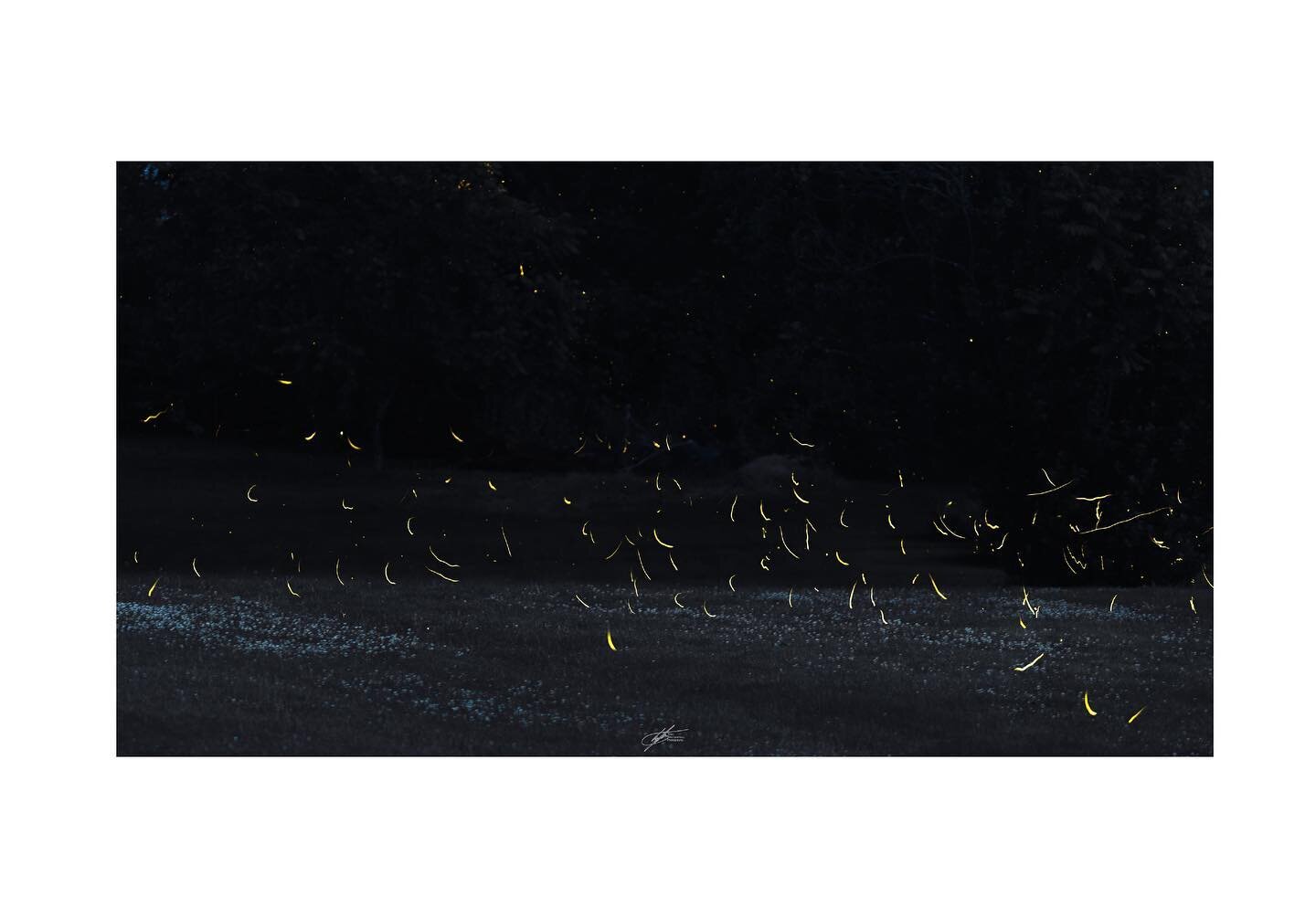 It&rsquo;s lightning bug season
.
.
.
#photography #canon #eosr #composite #longexposure #lightningbugs #pa #naturalpennsylvania #nature #fineart