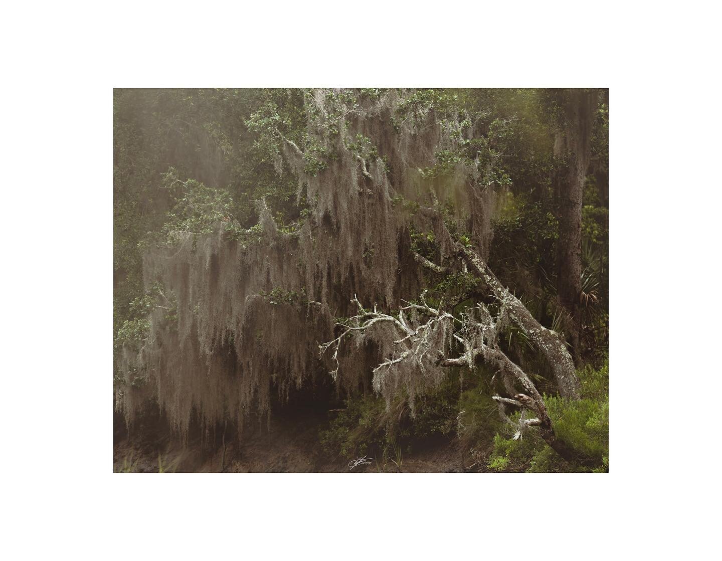 Some scenes in the mossy trees forest
.
.
.
#photography #canon #eosr #nature #hiking #trees #fineart #moss #south #spanishmoss #liveoak