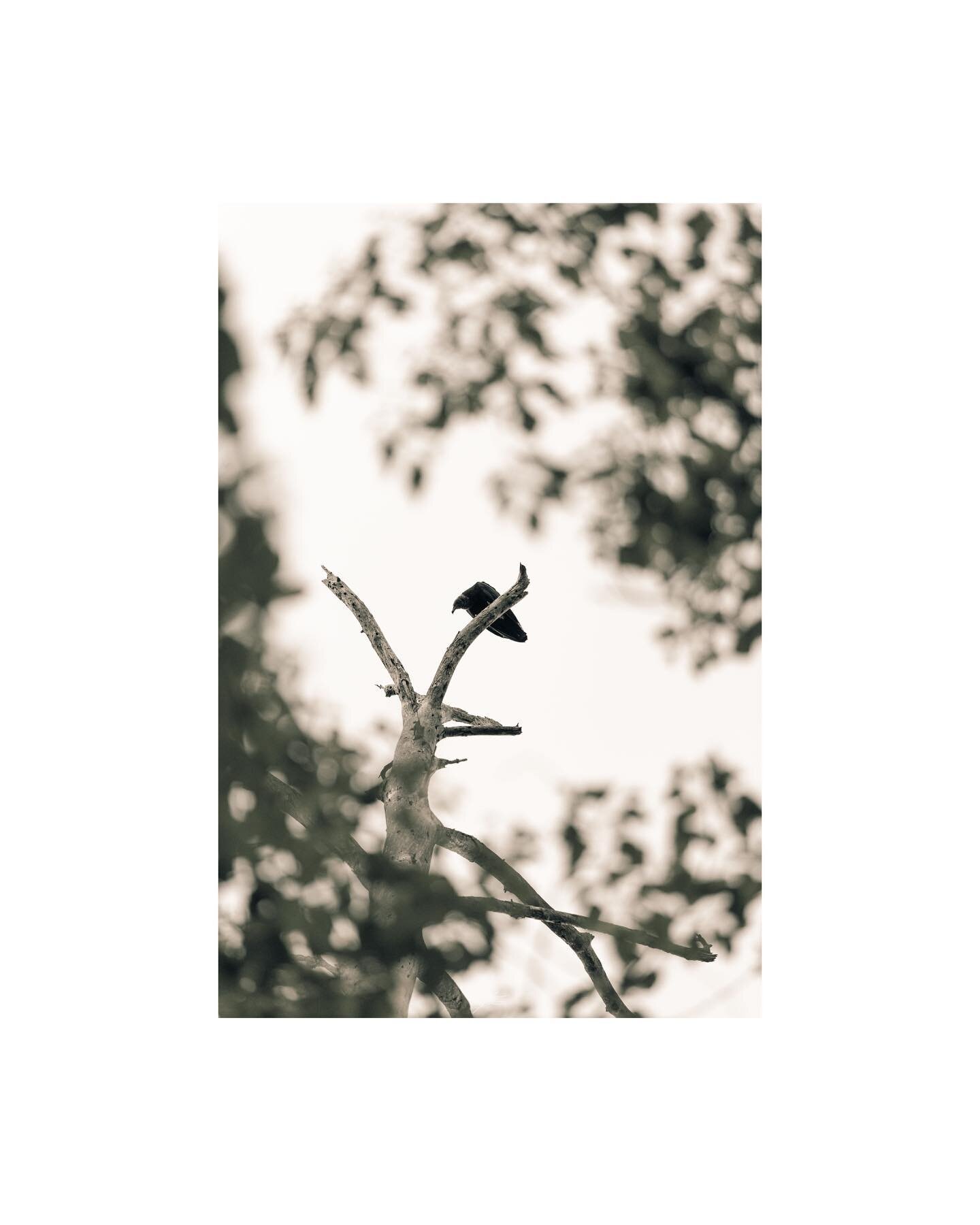Some more photos taken on a barrier island
.
.
.
#photography #canon #eosr #nature #hiking #coastal #georgia #moss #vulture #animals #trees #south #fineart