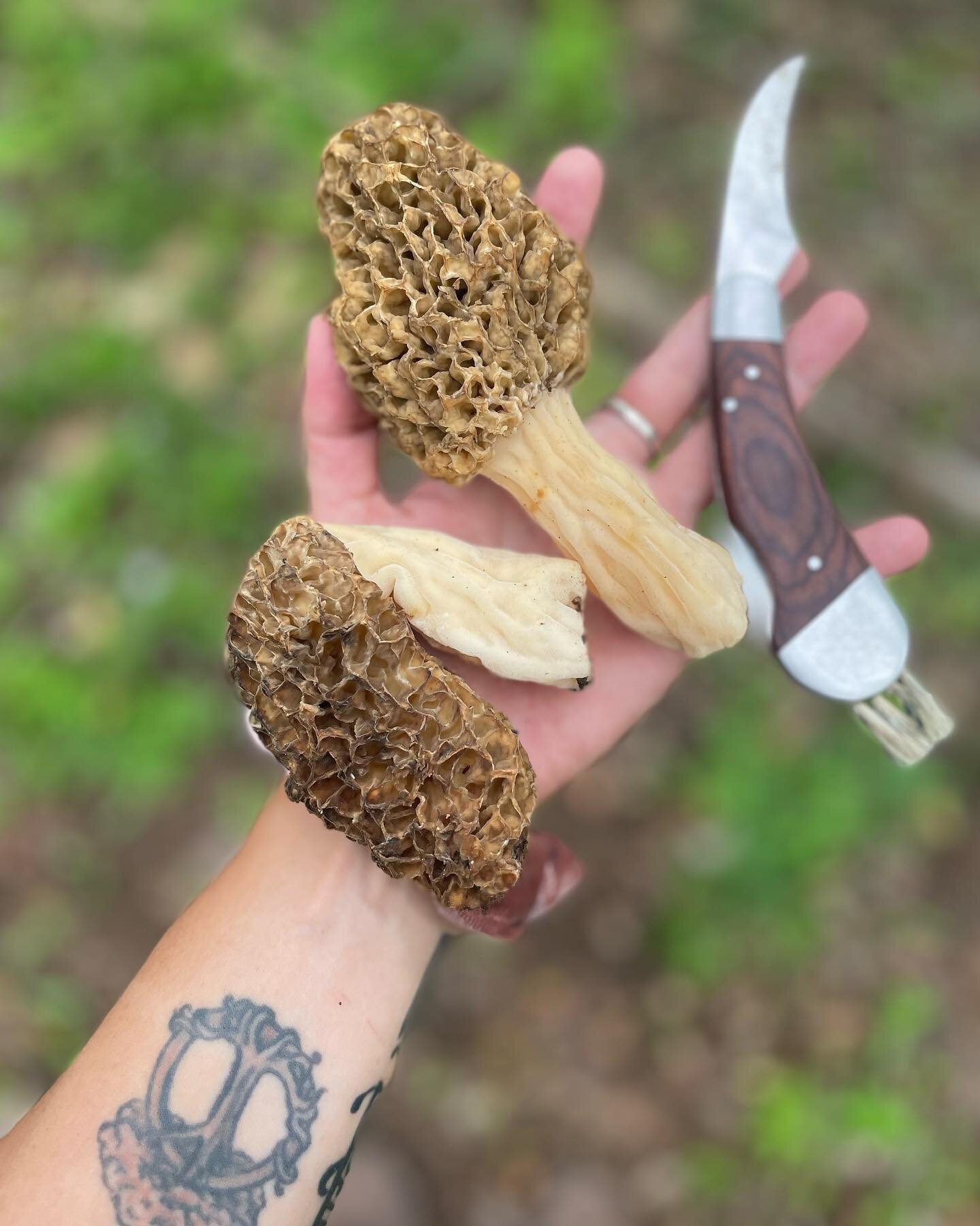 Morel spam for your feed
 
 
 
 
 
 #morelmushrooms #morels #morchella #mycologysociety #getoutside