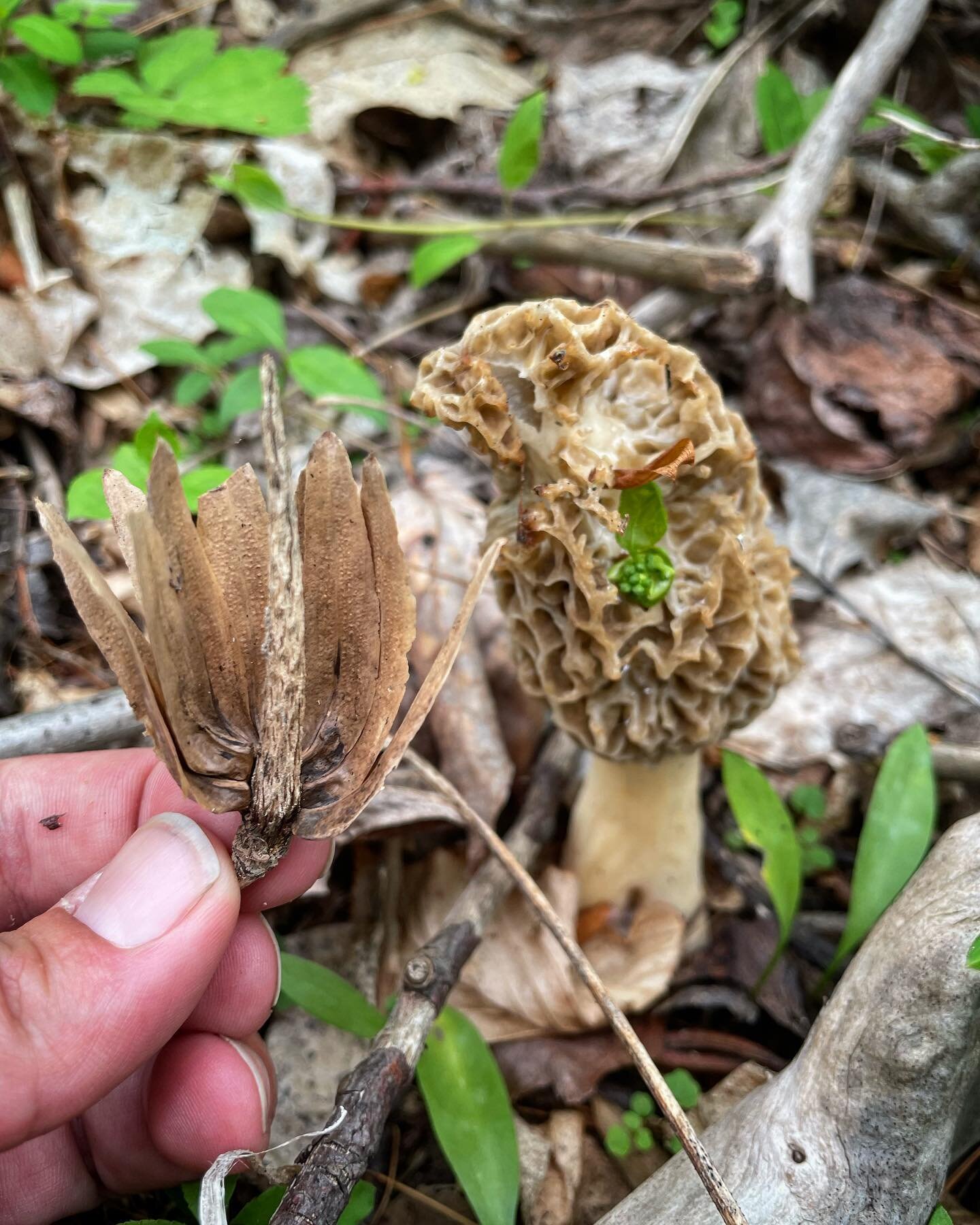 Tulip poplar &amp; morels = bbfl 

#morels #morel #morchella #wildfood #springforaging