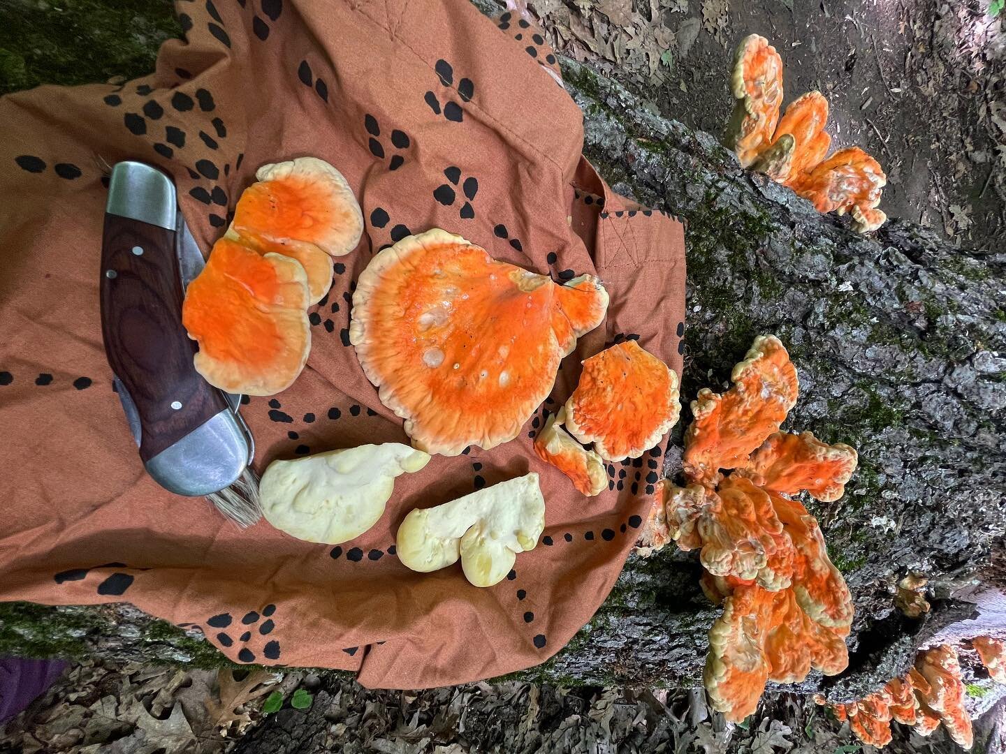 Laetiporus sulphureus 😋😋😋
Wild antioxidants, betacarotenes, high protein, immune balancing deliciousness 
 
 #chickenofthewoods #Laetiporus #laetiporussulphureus #medicinalmushrooms #forging #foragedfood