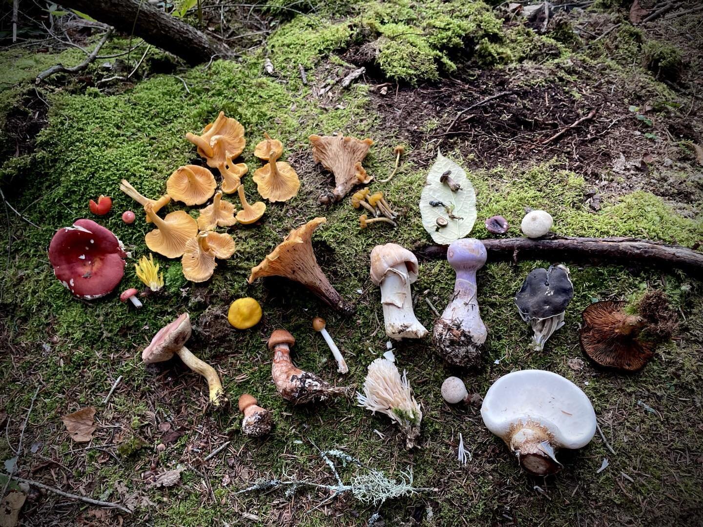 Sept 4th 
Only edible were the chanterelles but I collect for my own mini learning forays as I go sometimes. Elfin cup ! Was a pretty cool new one I found on this hike, purple corts, beech boletes and moreeee. The non edible veiny vase chanterelle wa